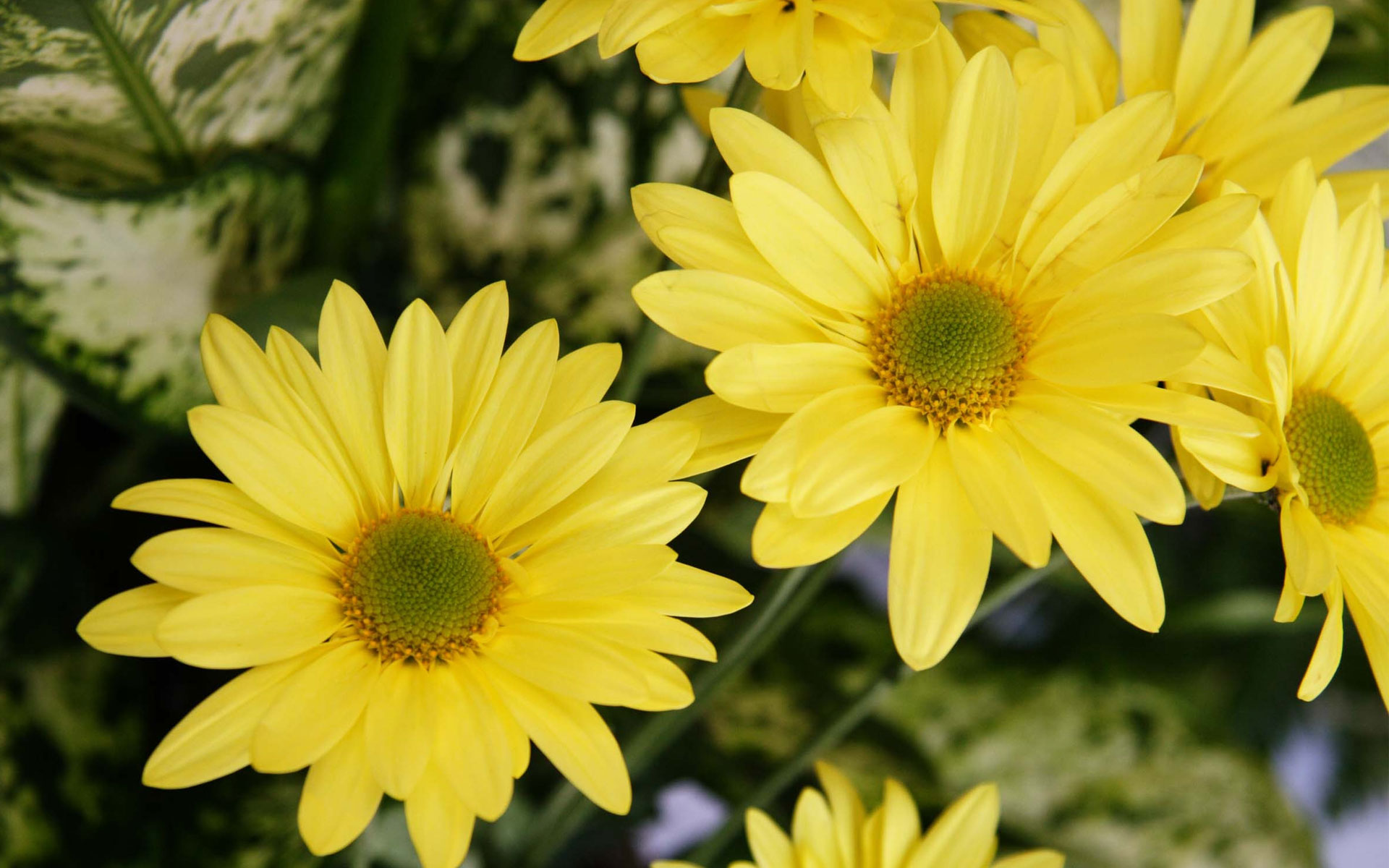 цветок желтый flower yellow бесплатно