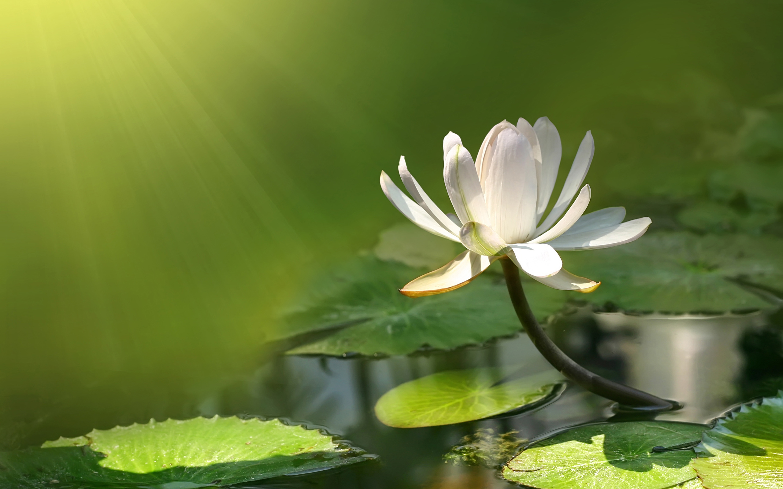 Lotus black and white бесплатно