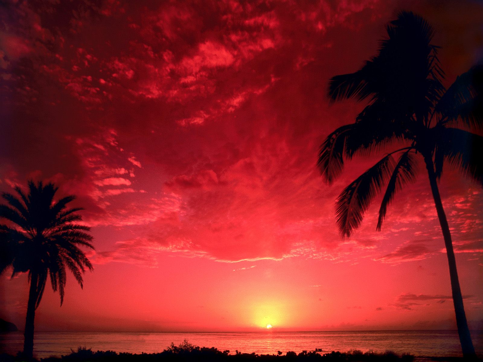 закат пальмы красный без смс