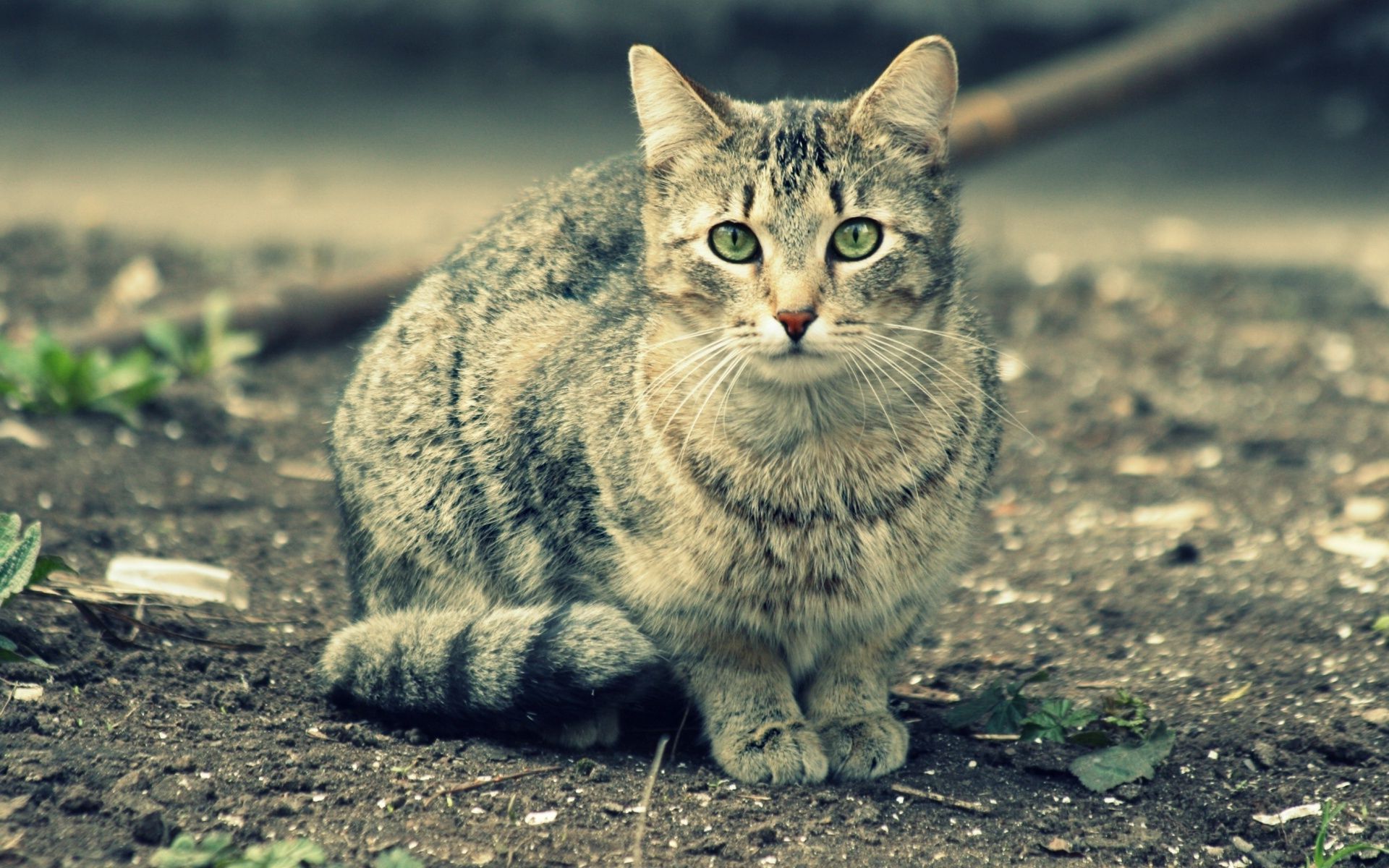 Коты картинки, новорожденного