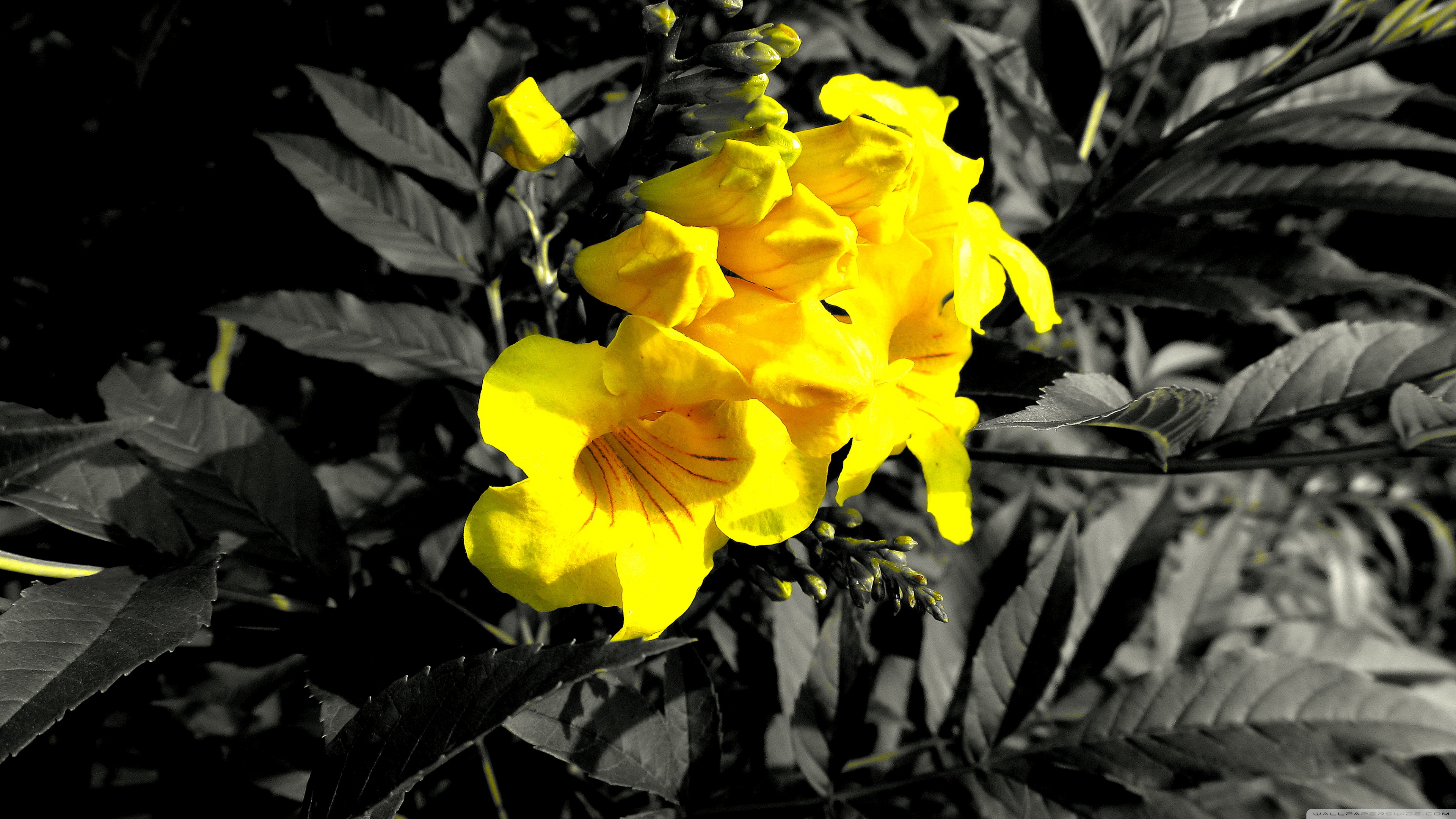 цветы желтые без смс
