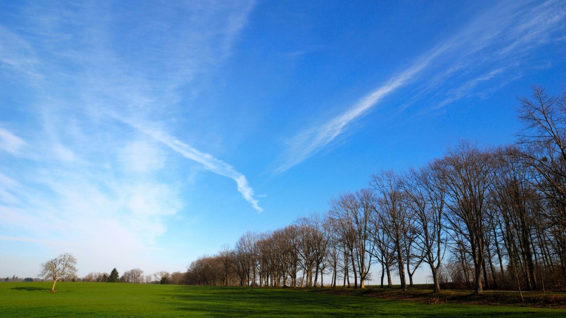 природа деревья солнце поле трава nature trees the sun field grass скачать