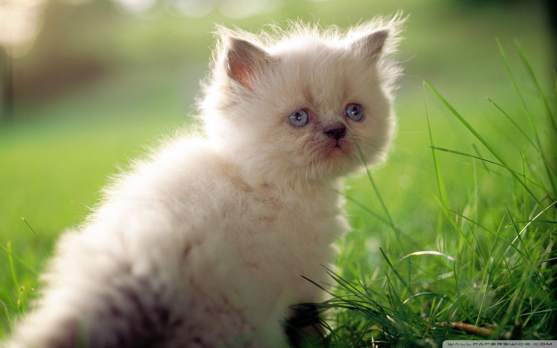Кошка красивая маленькая. Красивые котята. Пушистые котята. Милые кошки. Красивые пушистые котята.