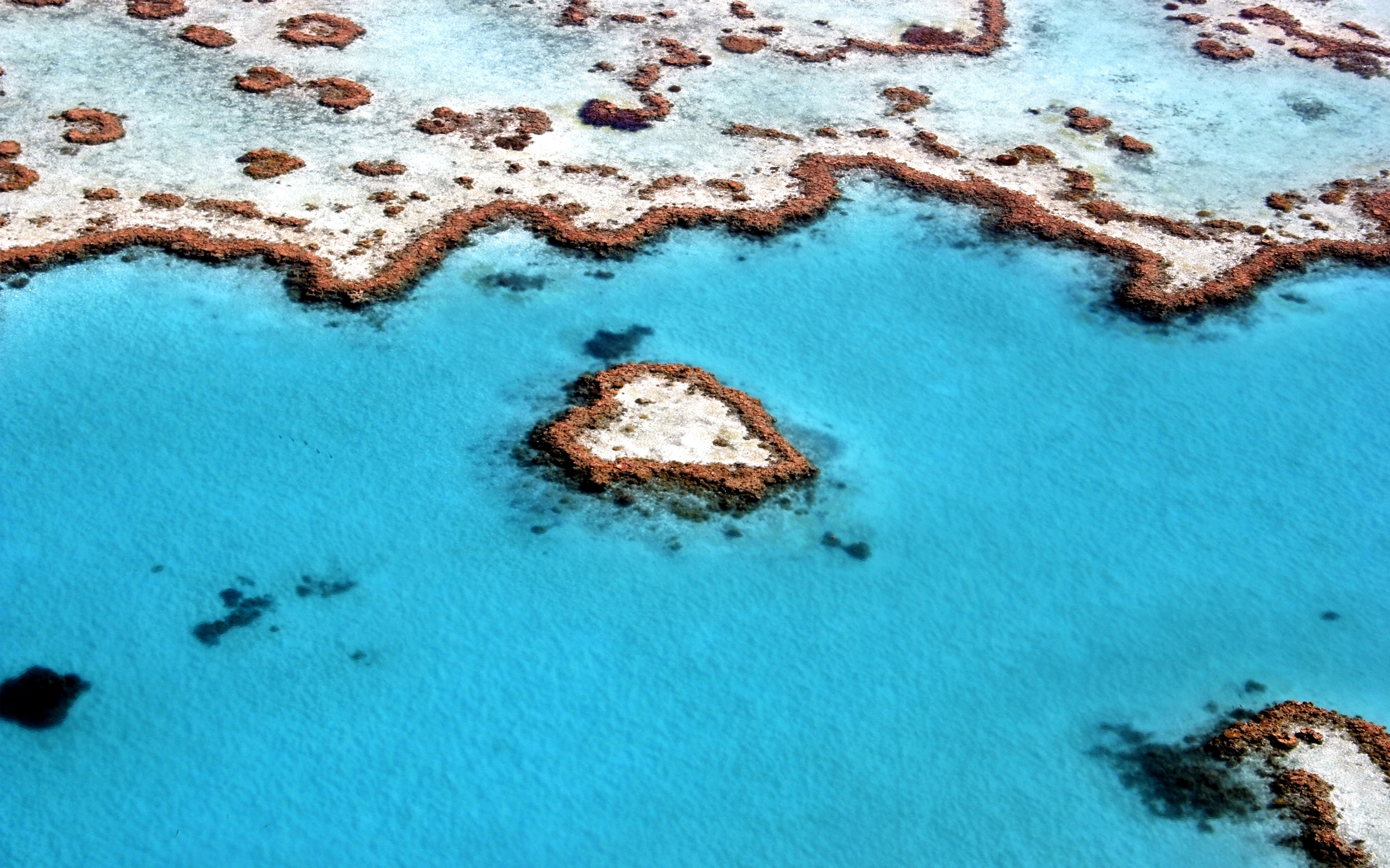 Coral Reef, Torres Strait Islands, Australia бесплатно