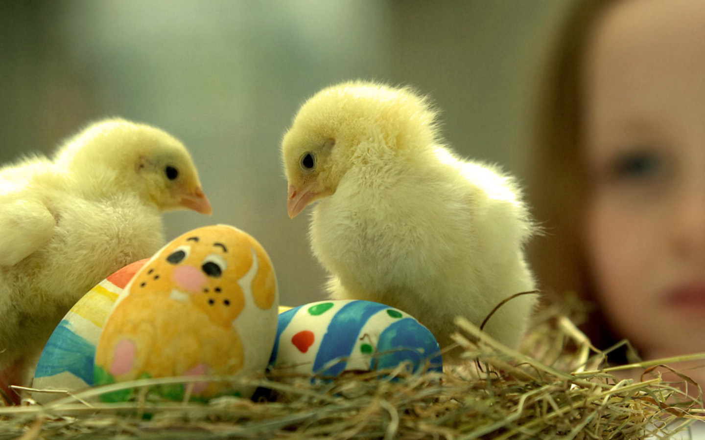 Яйца и цыпленок скачать