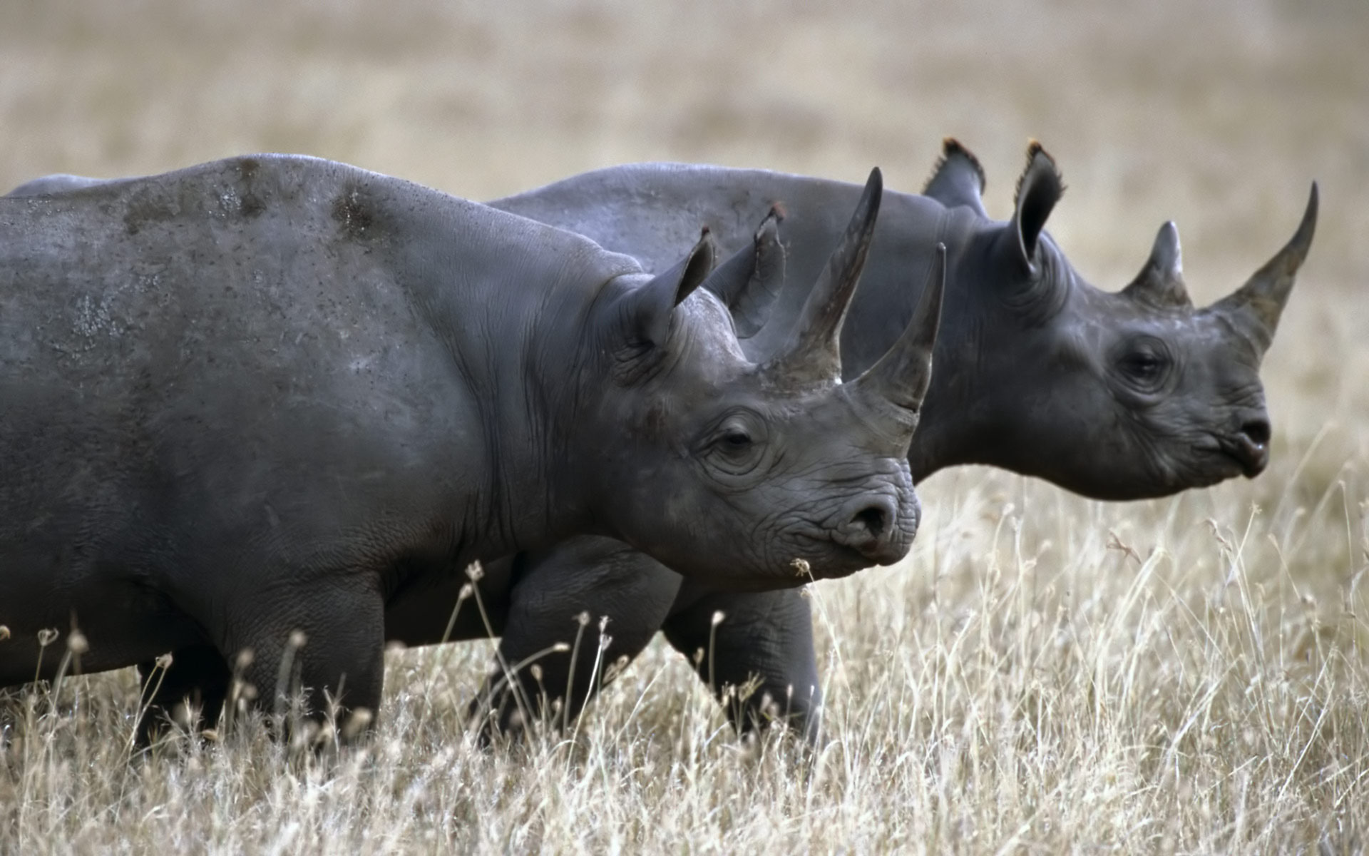 черный носорог для потенции