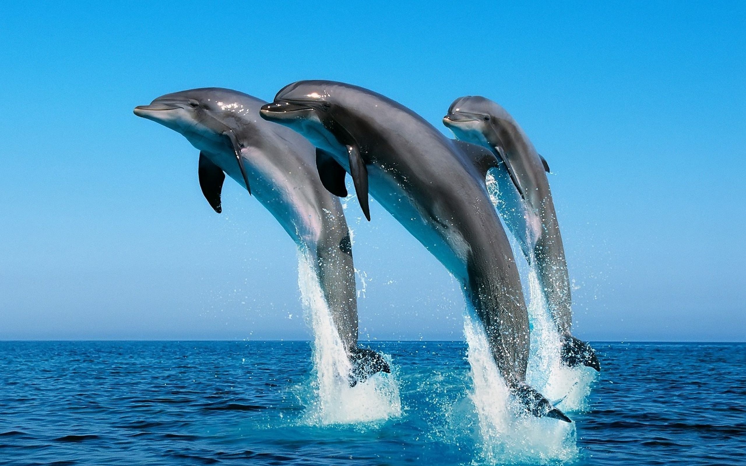 Дельфины в бассейне бесплатно