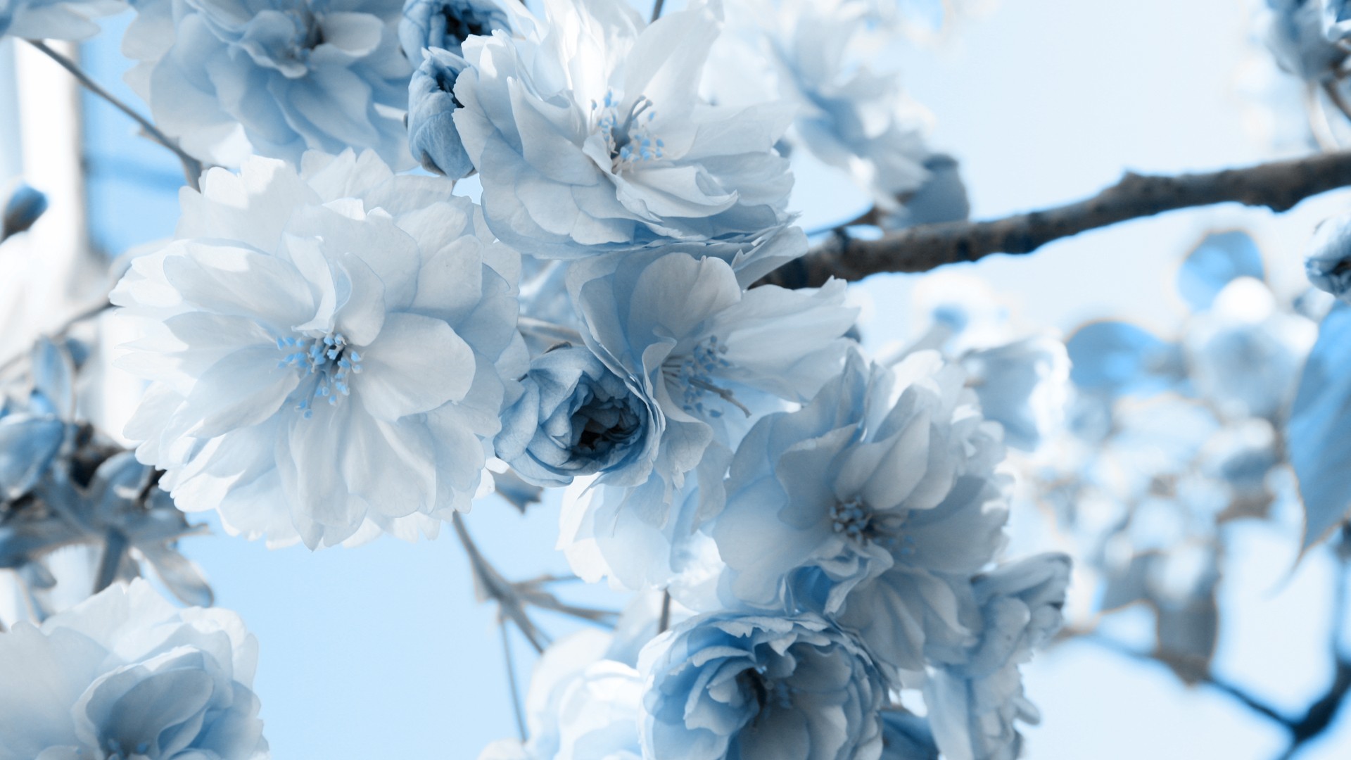 Нежно-голубые цветы без смс