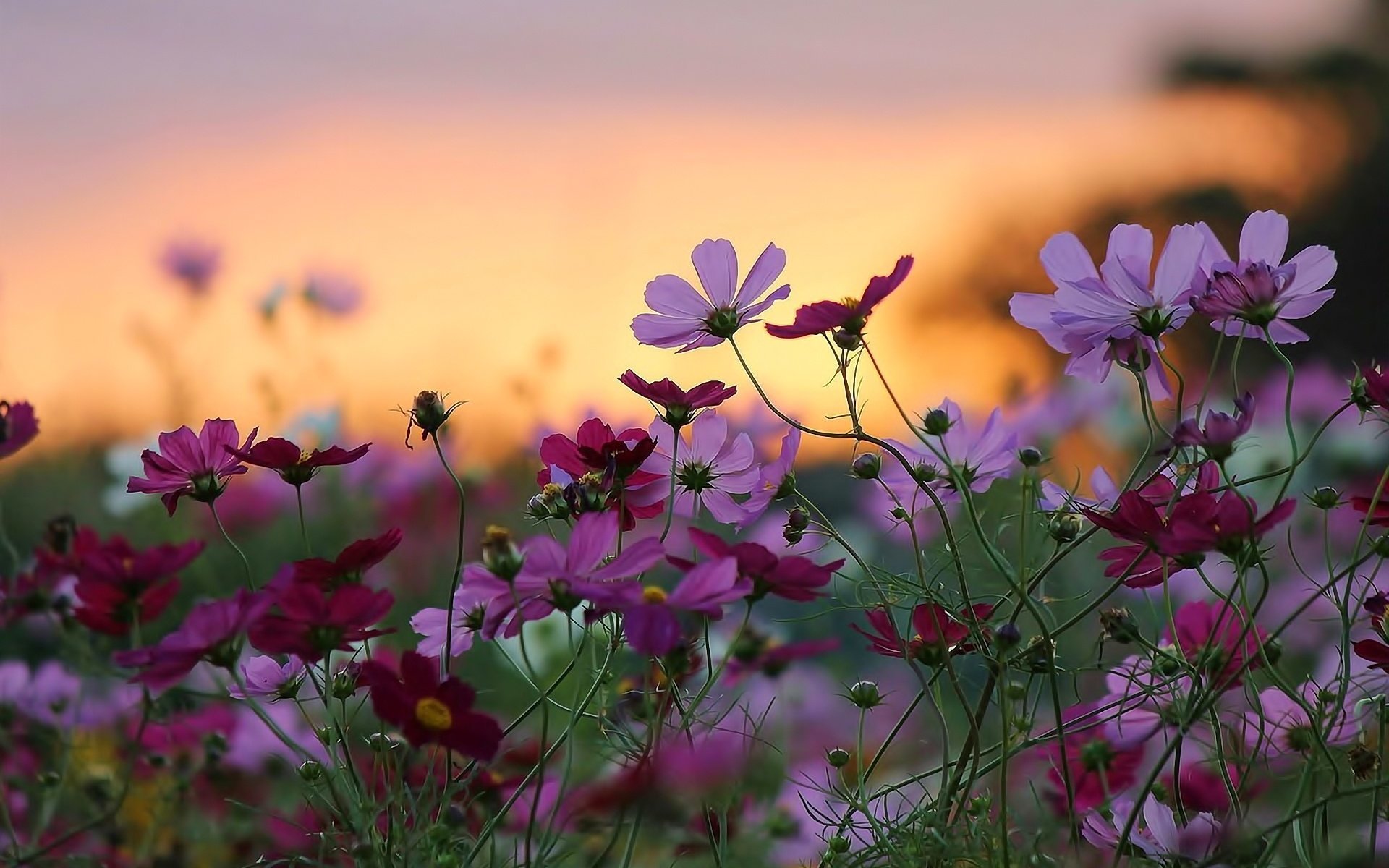 цветы на закате бесплатно