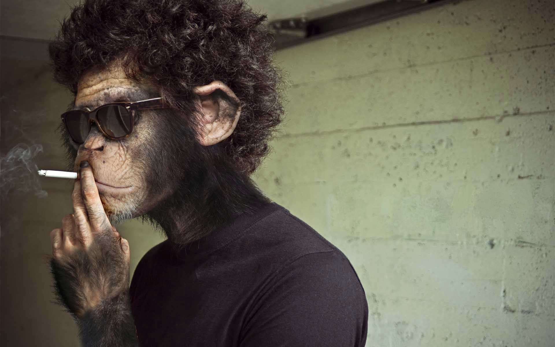 Прикольные обезьяны картинки в очках