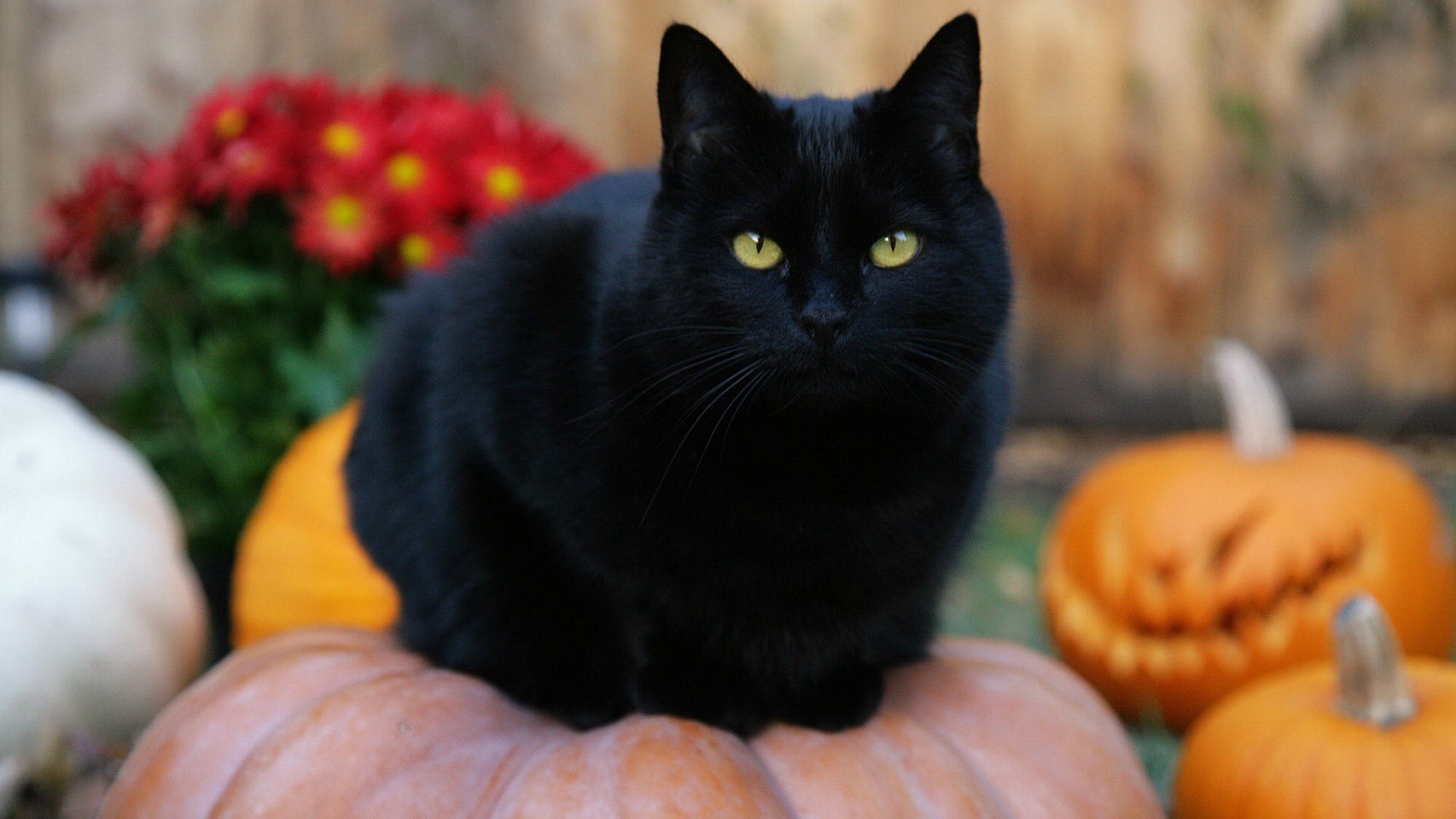кот черный cat black скачать