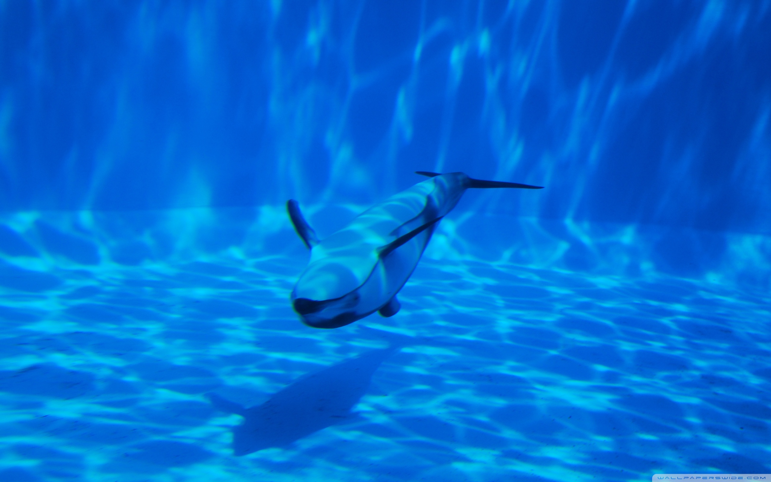 Дельфин под водой бесплатно
