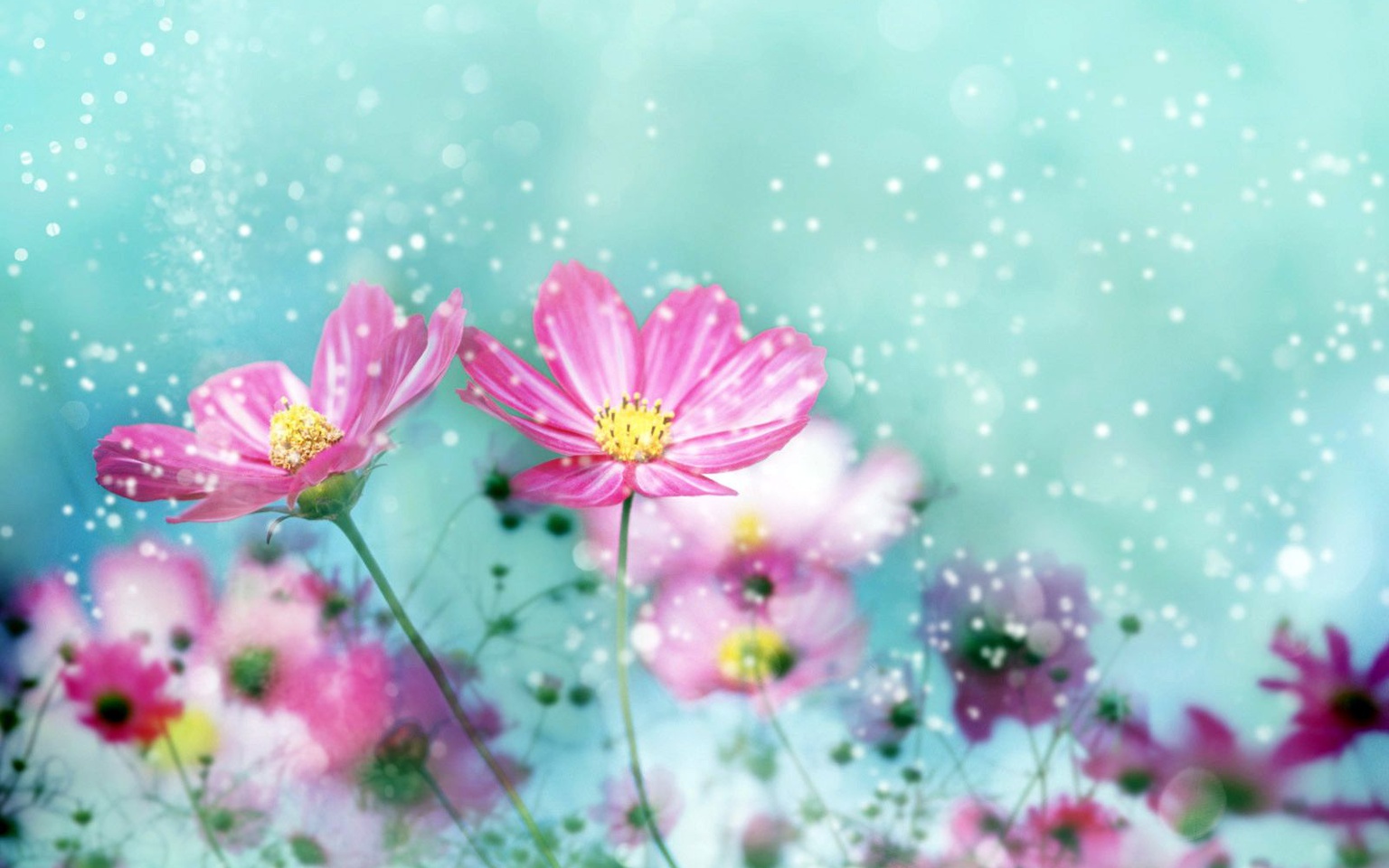 нежно-розовые цветы в снегу бесплатно