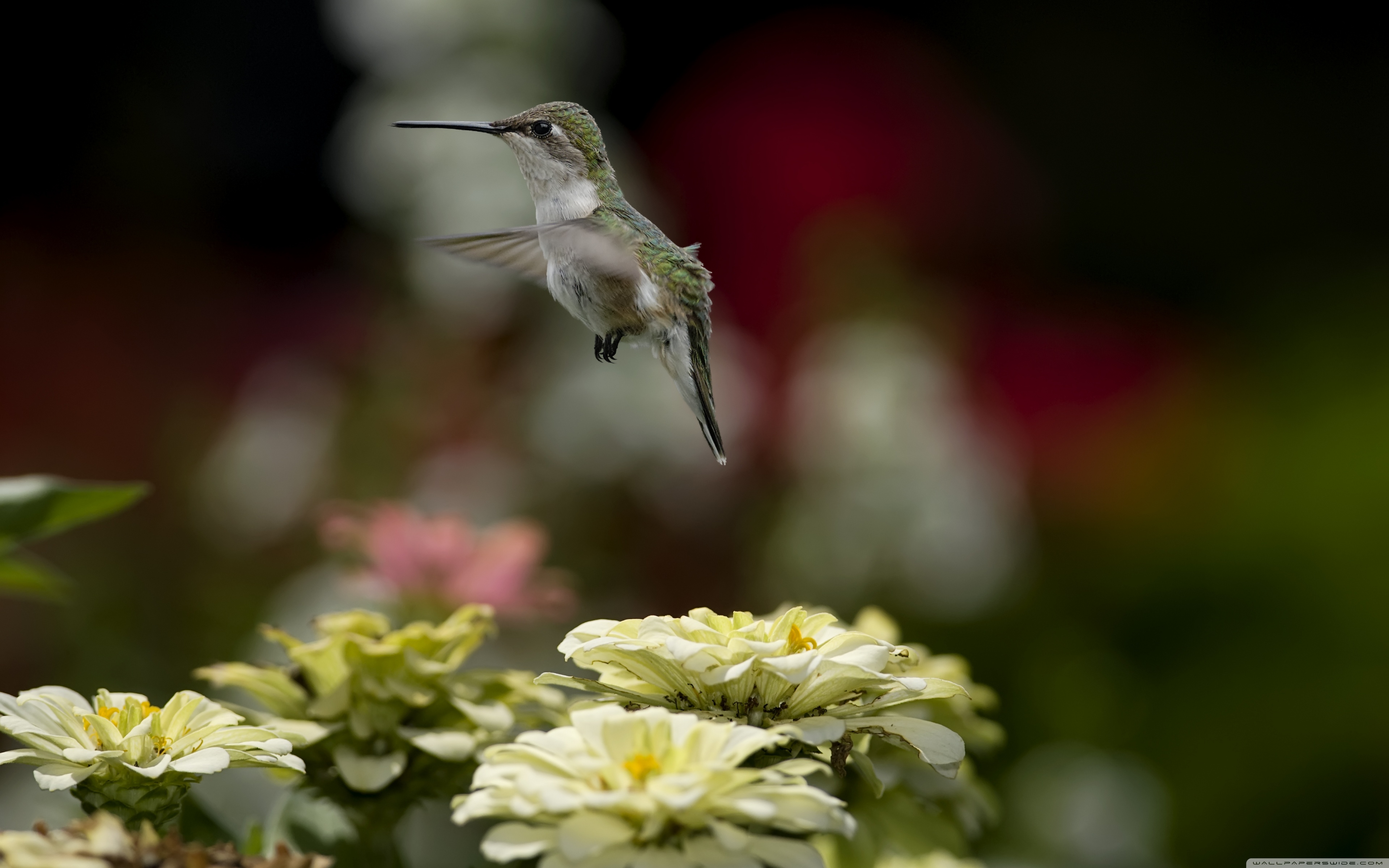 колибри робот цветок бесплатно