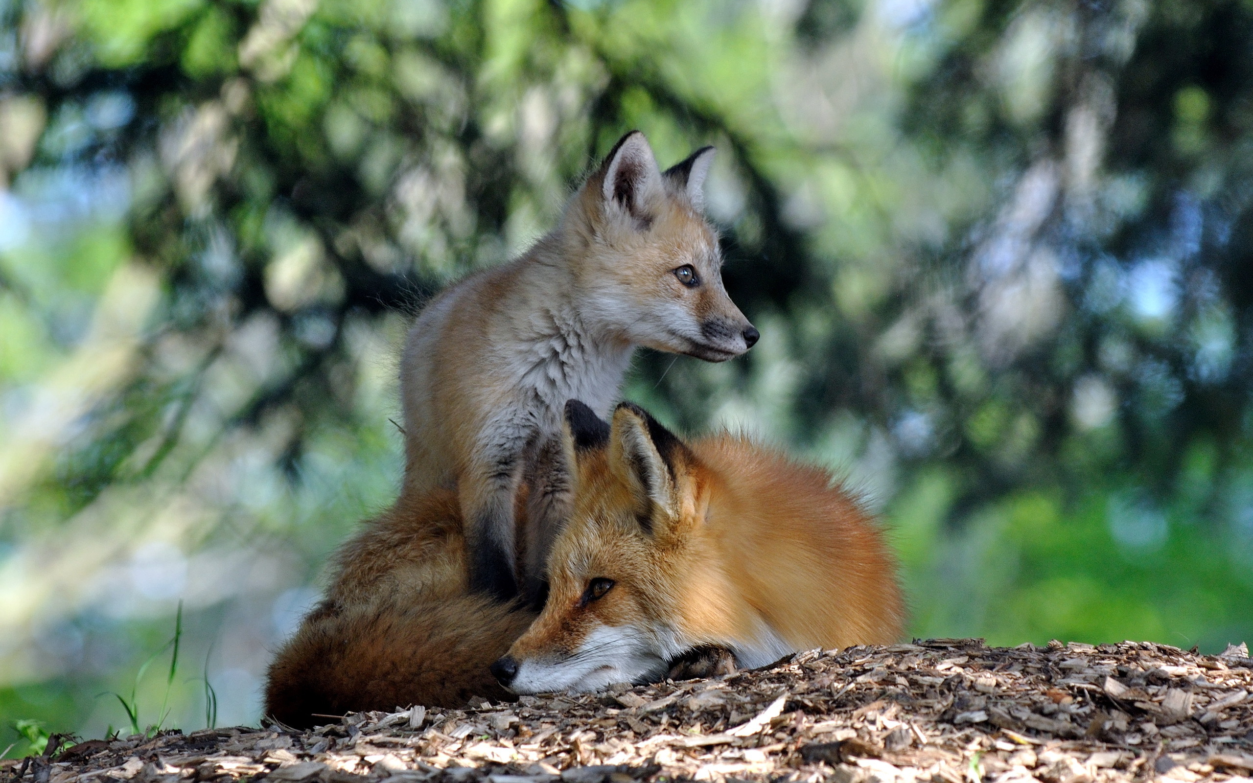 природа животные цветы лиса nature animals flowers Fox скачать