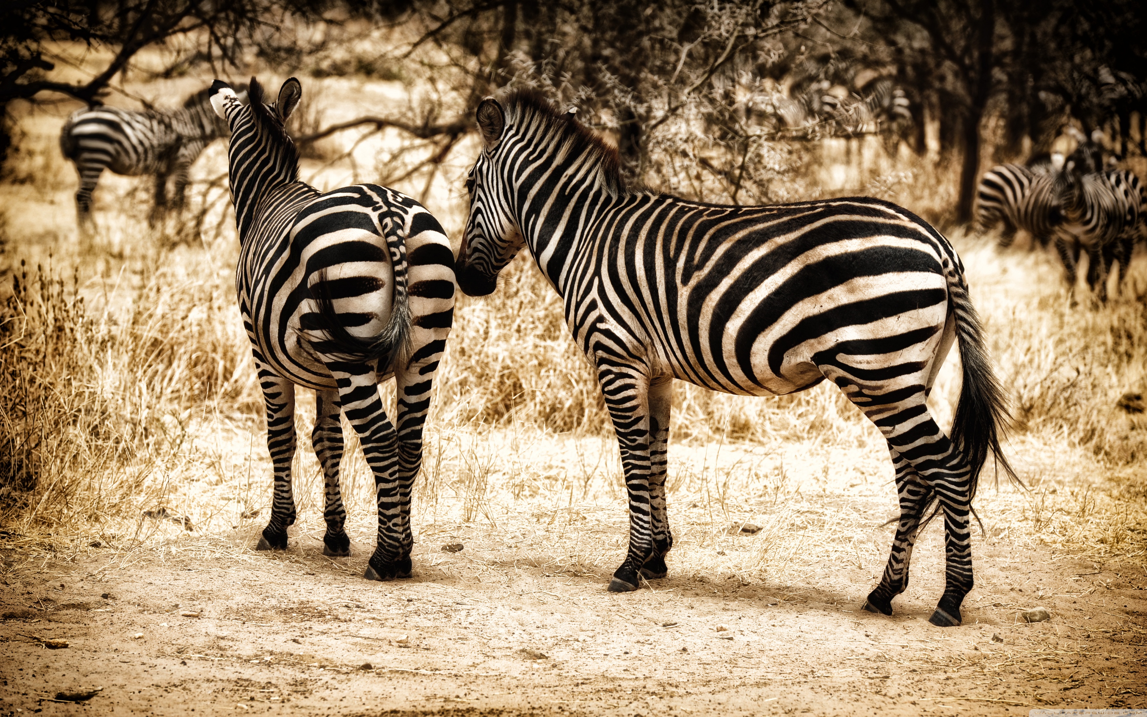 животные зебры трава природа бесплатно