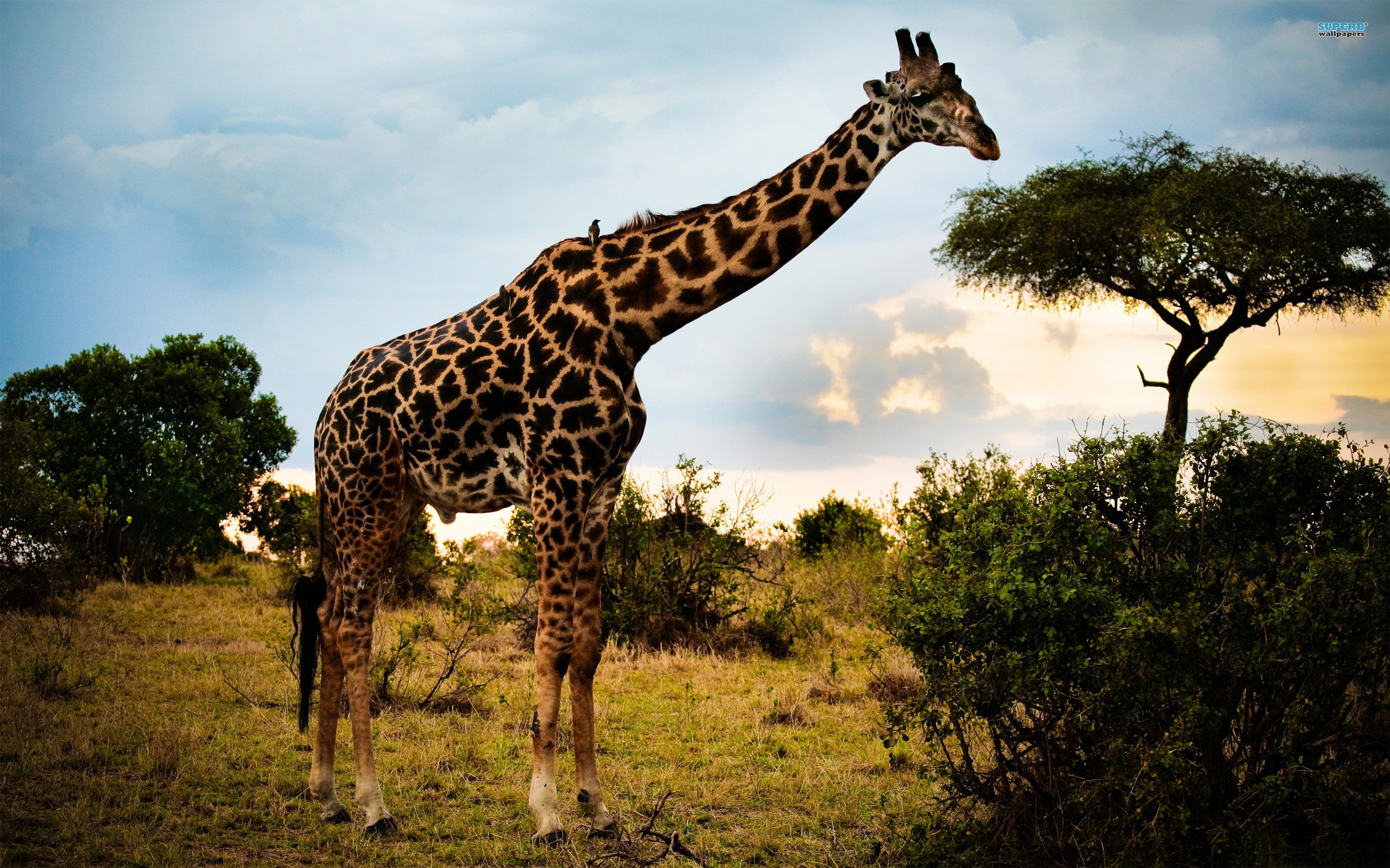 природа животные жирафы любовь скачать