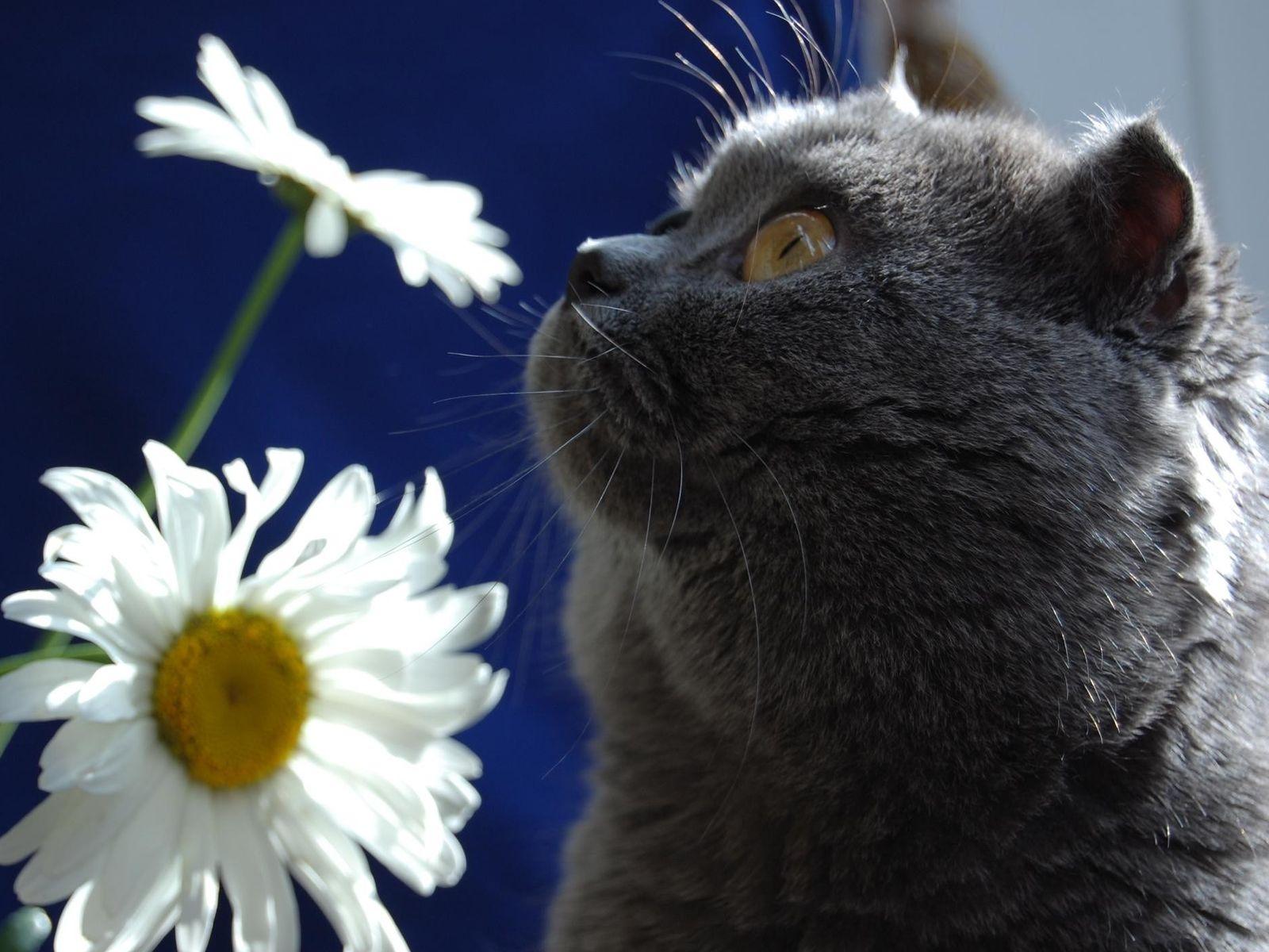 Ромашковая кошка. Кошка в ромашках. Кот с цветами. Кошечка с ромашками.