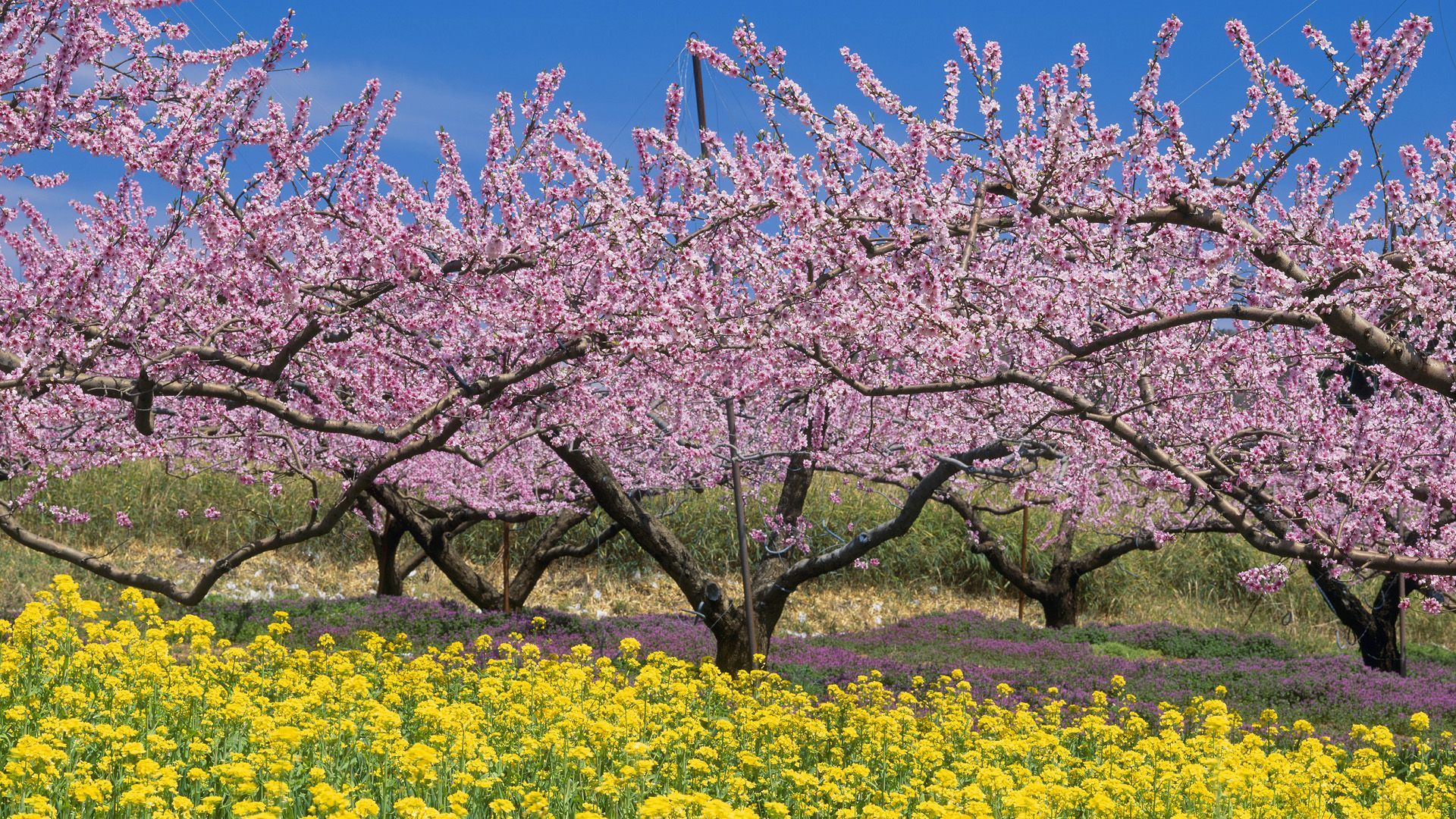 Spring tree. Черри блоссом Германия. Сакура дарахти. Цветение абрикосового сада. Японская слива цветение.