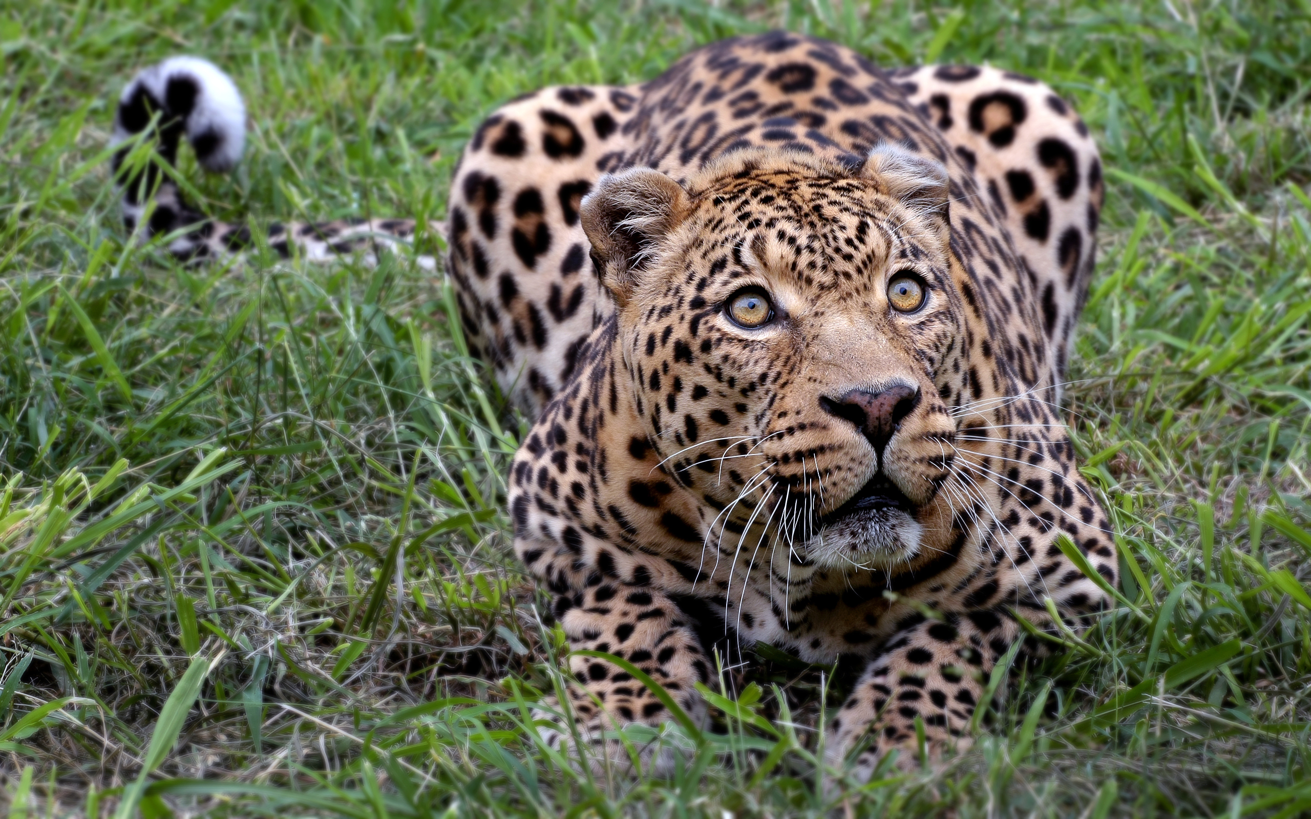 Animals оригинал. Панарский леопард. Южноафриканский леопард. Африканский Ягуар. Берберийский леопард.