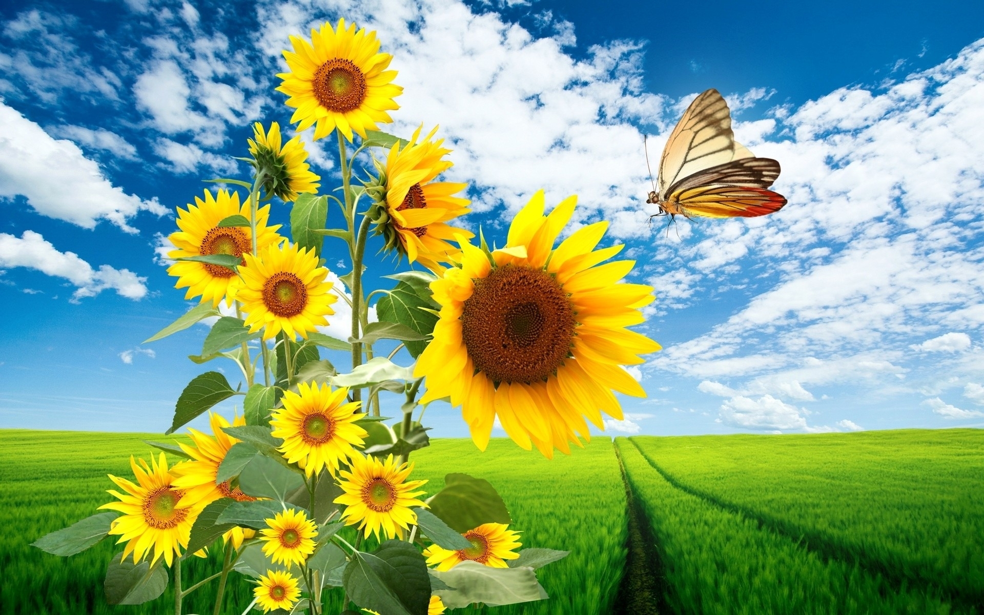 Красивые обои солнце цветы бабочка природа на рабочий стол скачать бесплатн...
