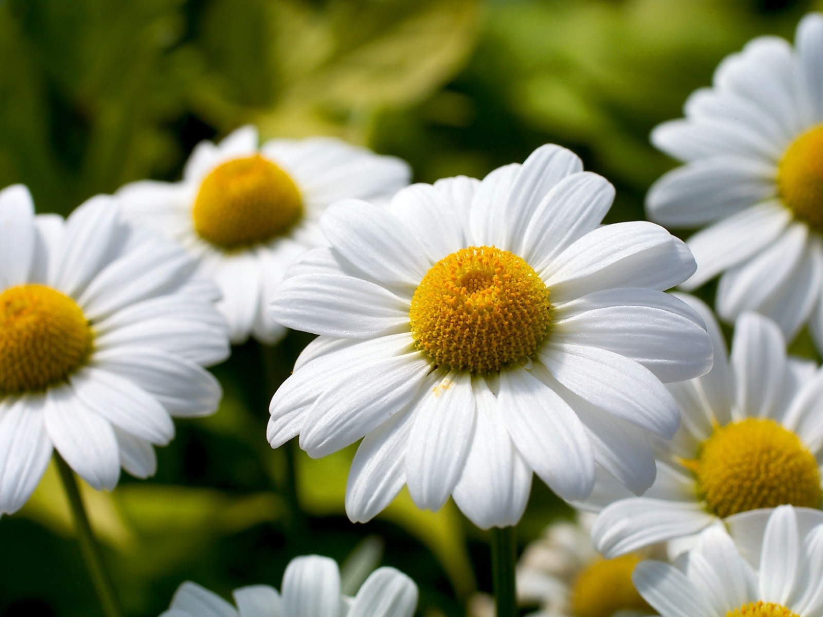 ромашка chamomile загрузить