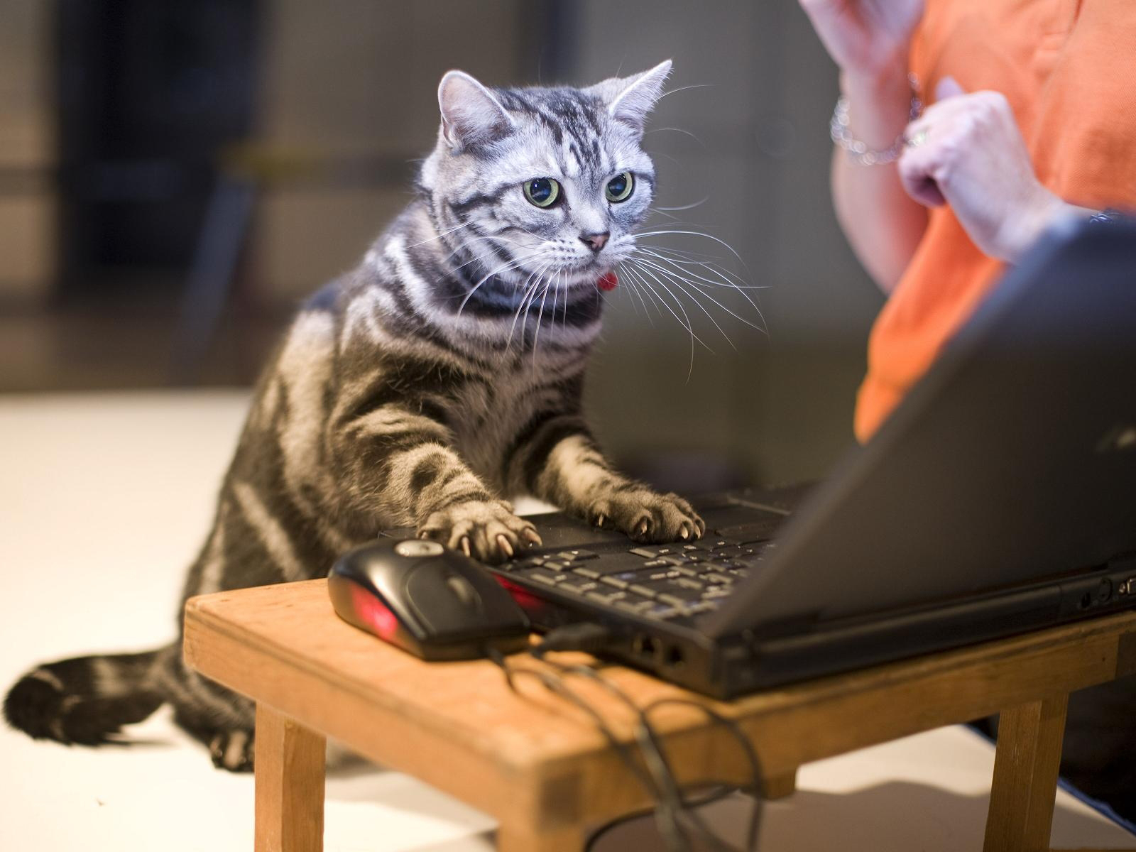 Игры для кошек на компьютере.