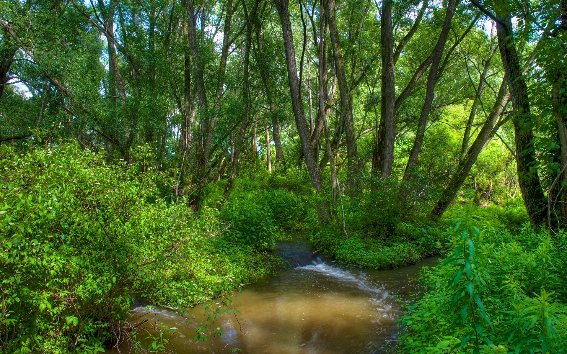 Лес река ручей бесплатно
