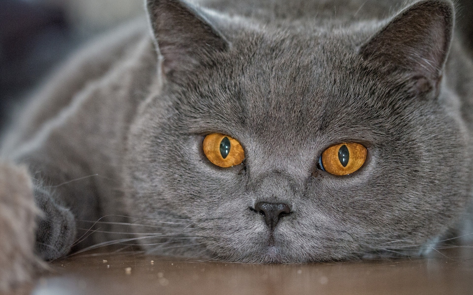 Кошка с желтыми глазами порода. Корат шартрез Картезианская кошка. Британский короткошерстный кот серый. Британская кошка короткошерстная серая. Британец серый.