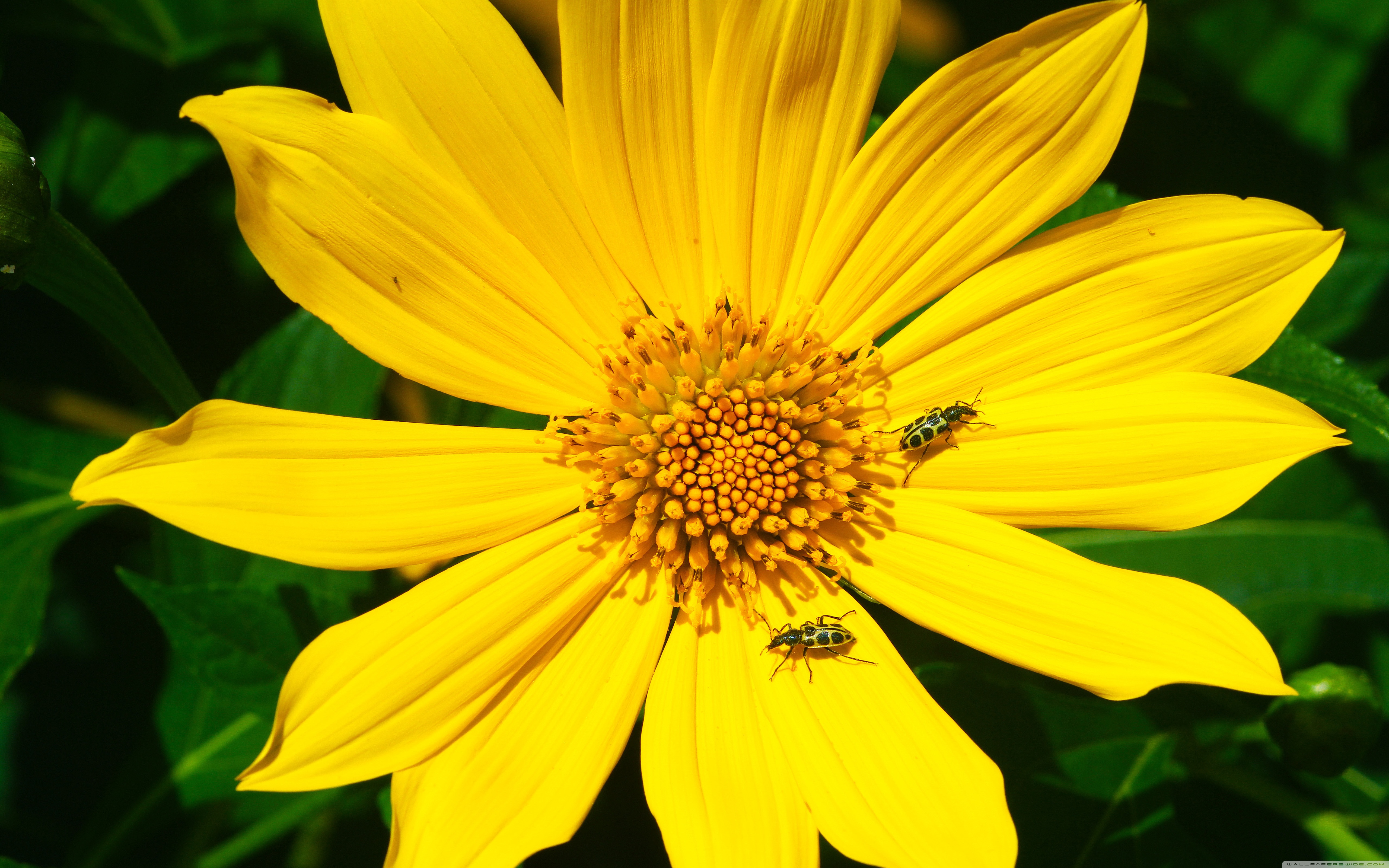 цветок желтый flower yellow скачать