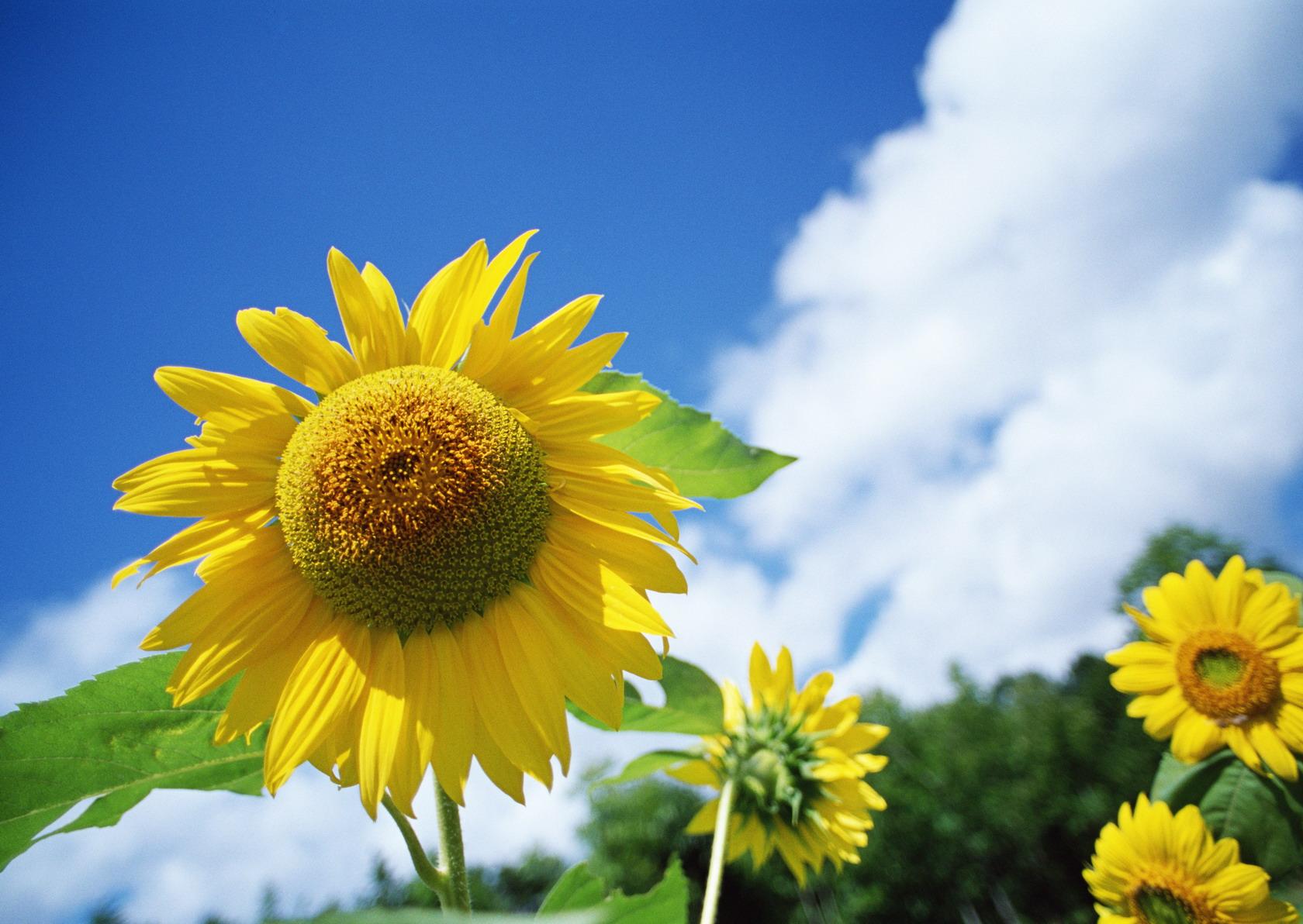 природа подсолнечник цветы nature sunflower flowers бесплатно