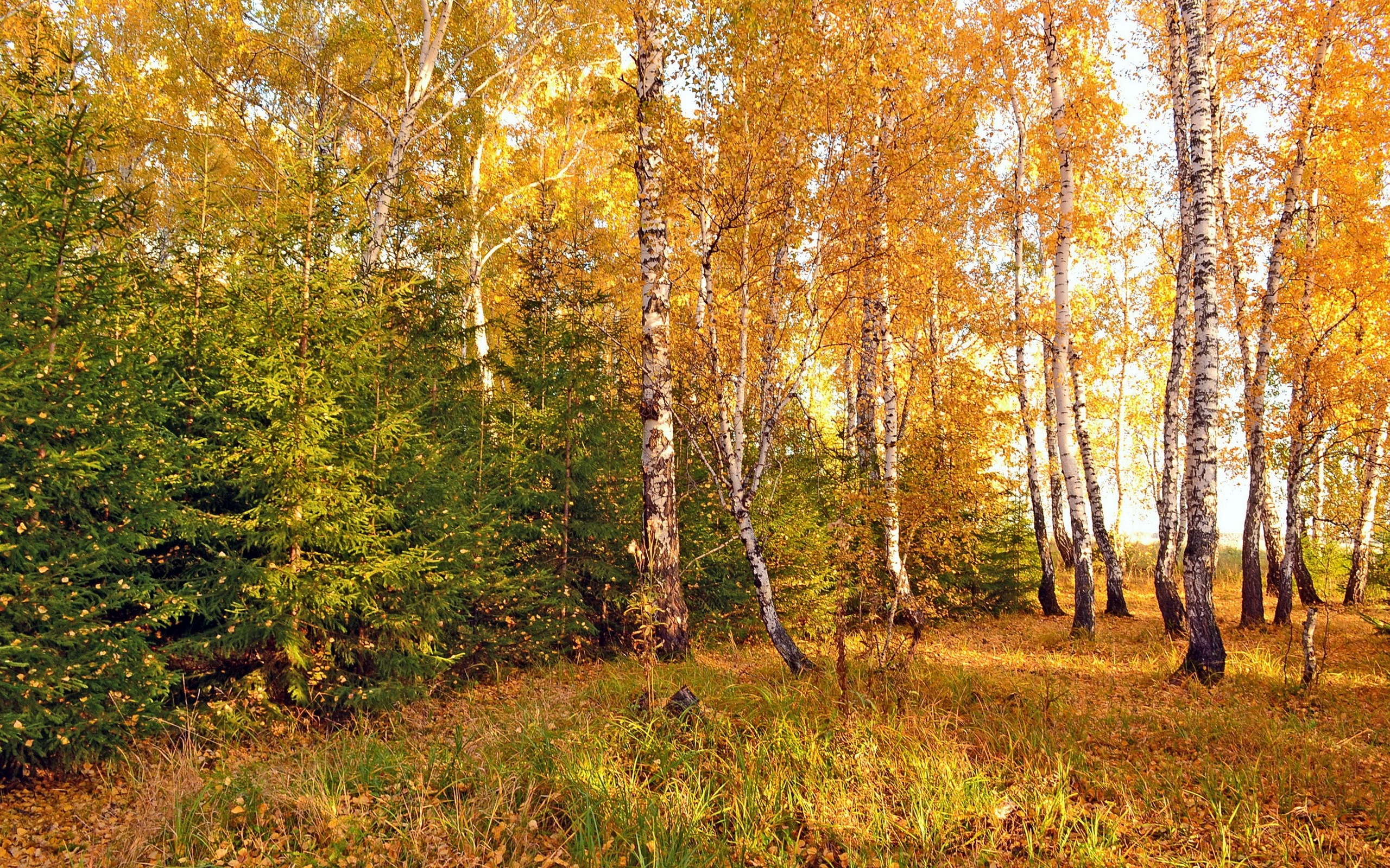 лес березы осень без смс