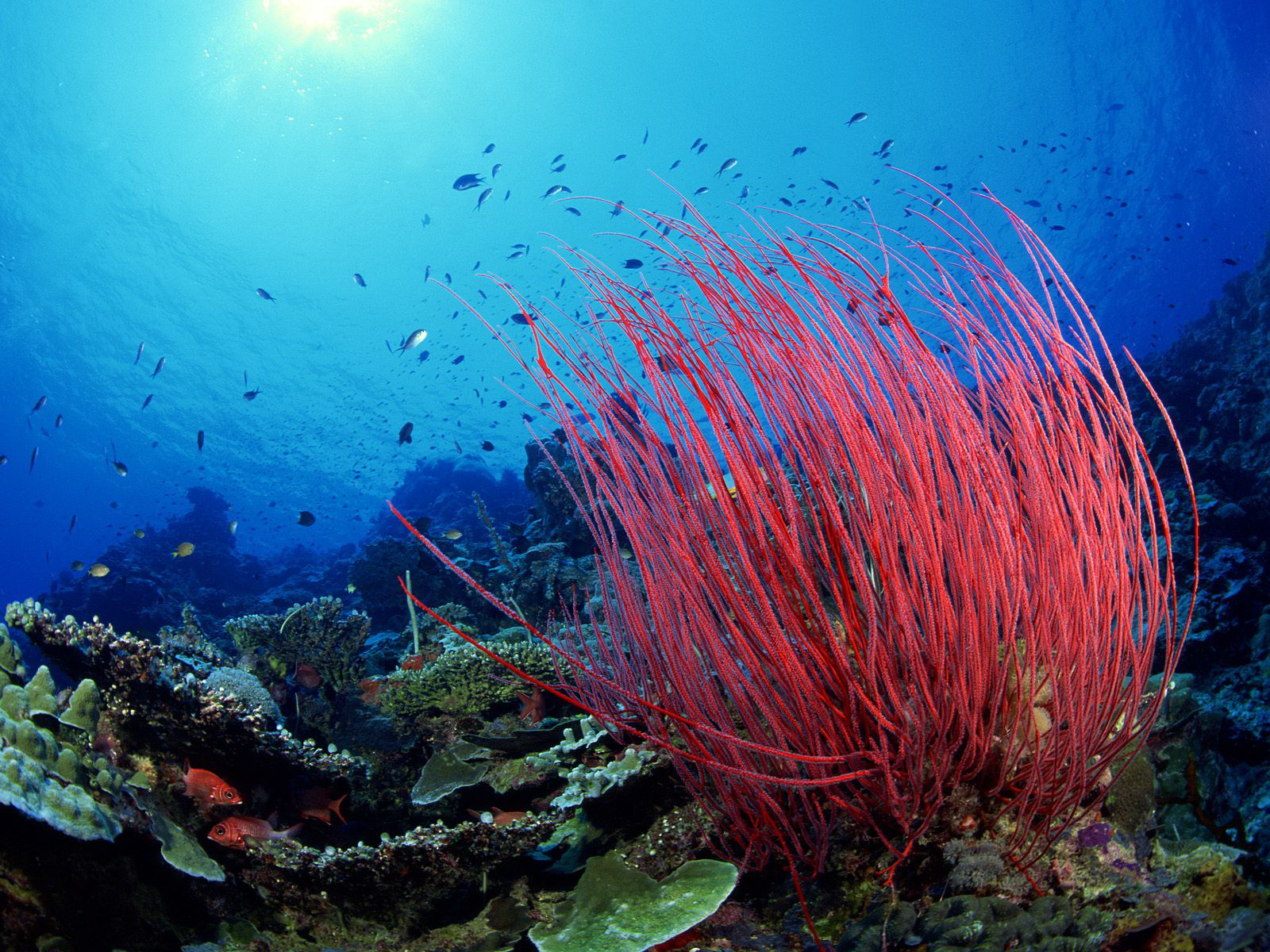 Водоросли на морском дне