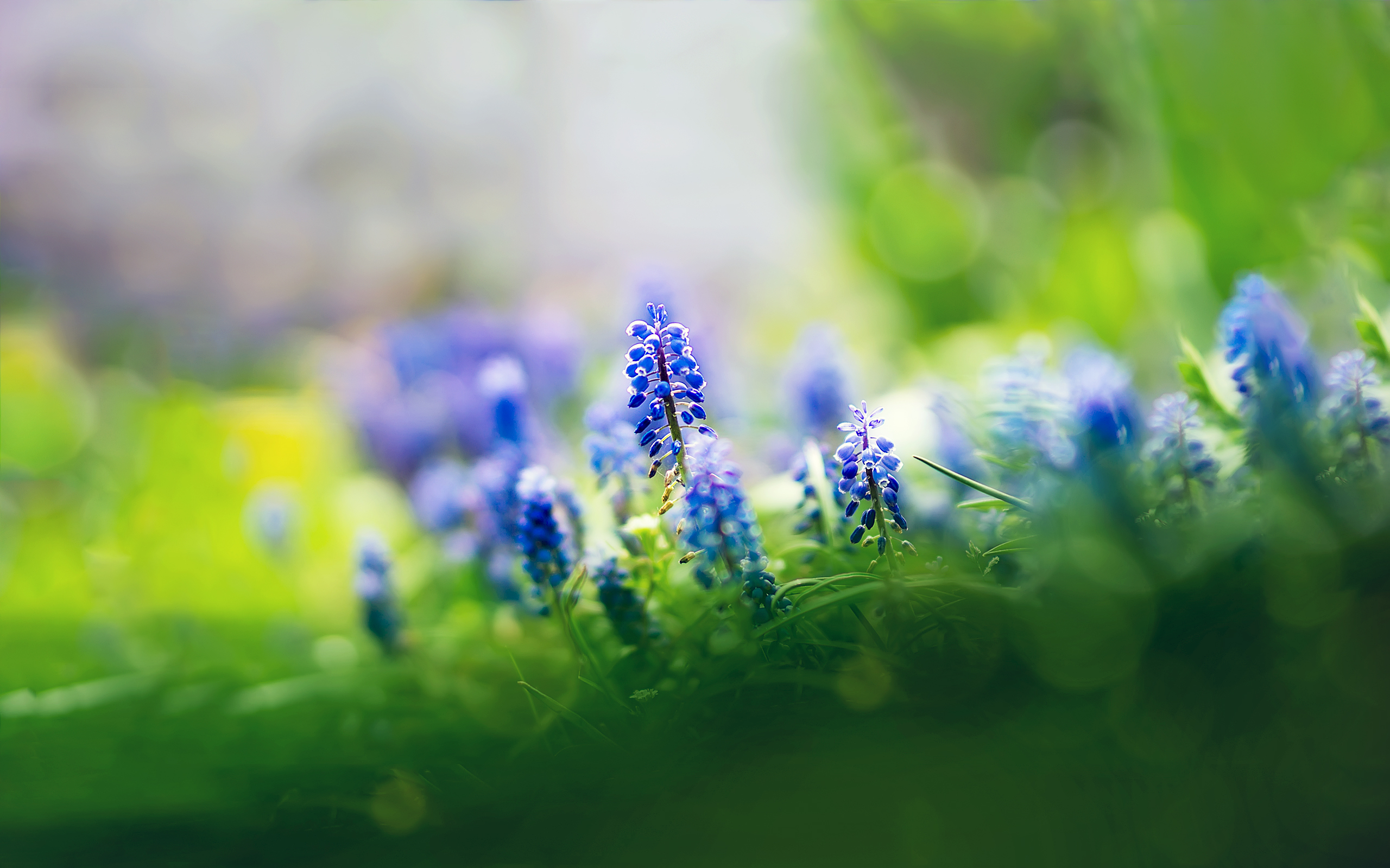 синие цветы макро размытый фон скачать