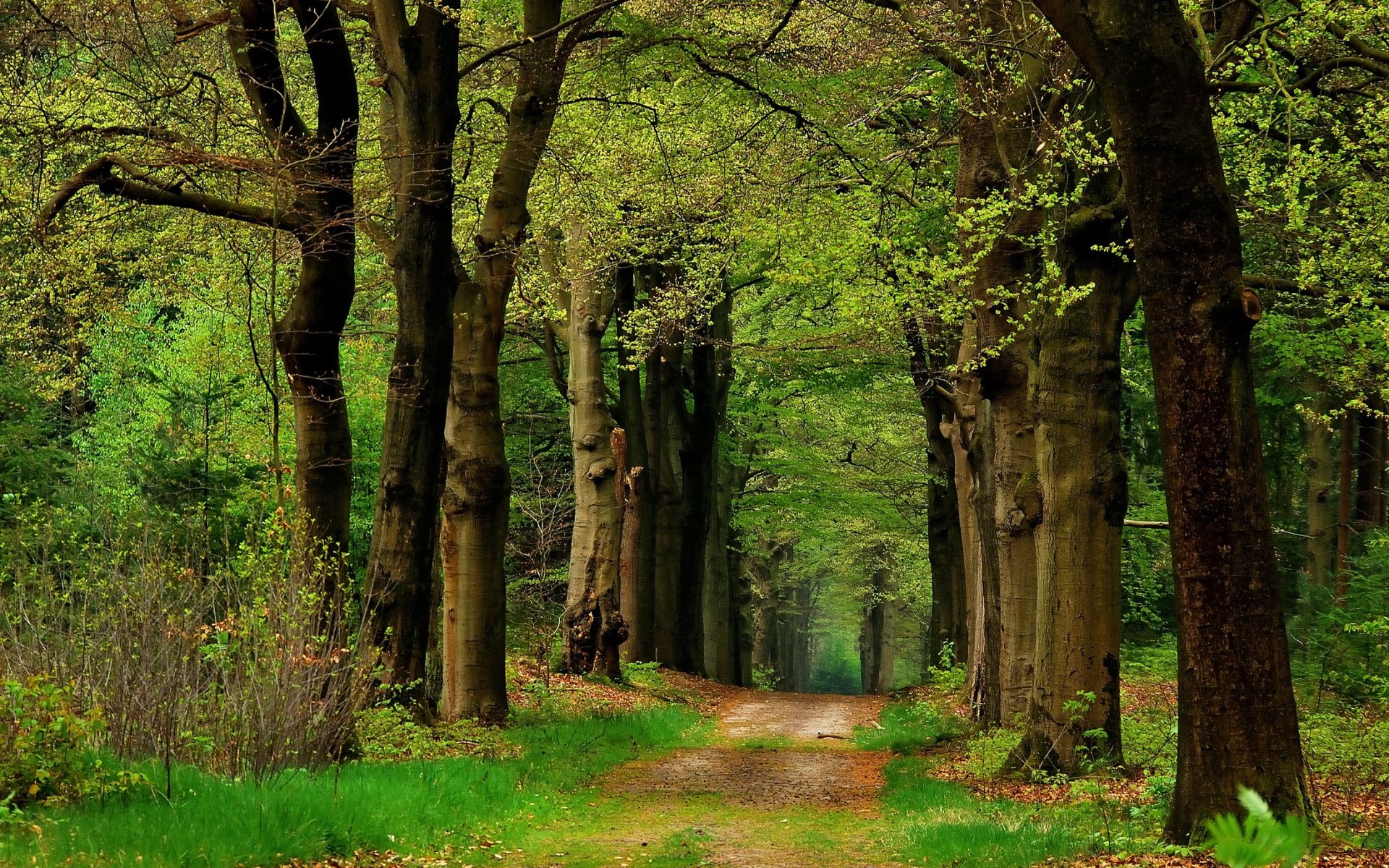 природа деревья лес дорога без смс