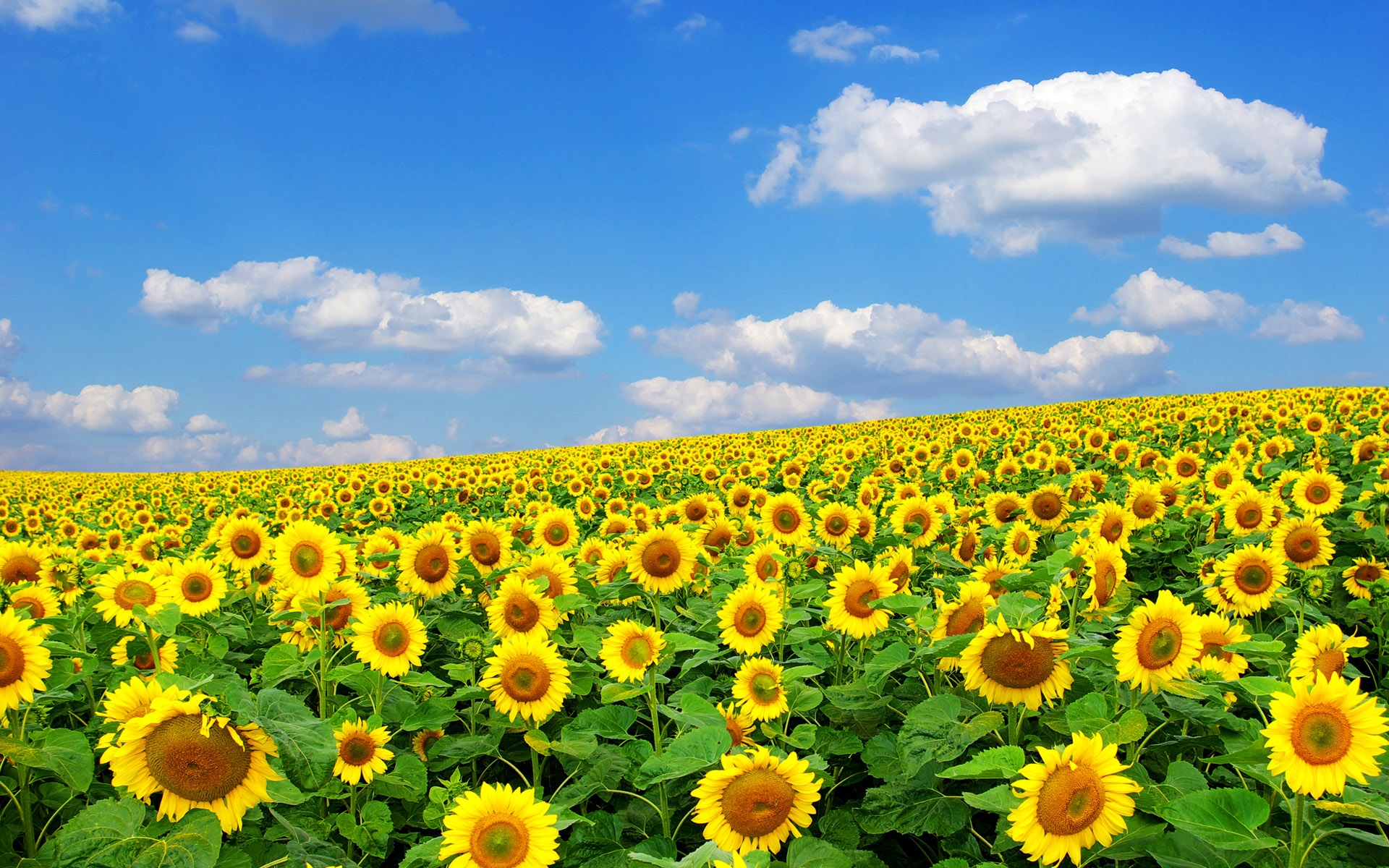 природа цветы подсолнечник nature flowers sunflower загрузить