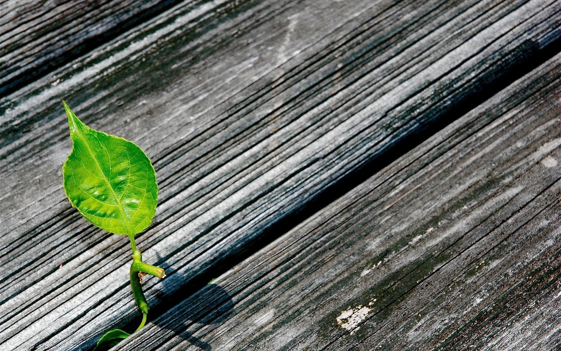 растение щель доски plant crack Board скачать