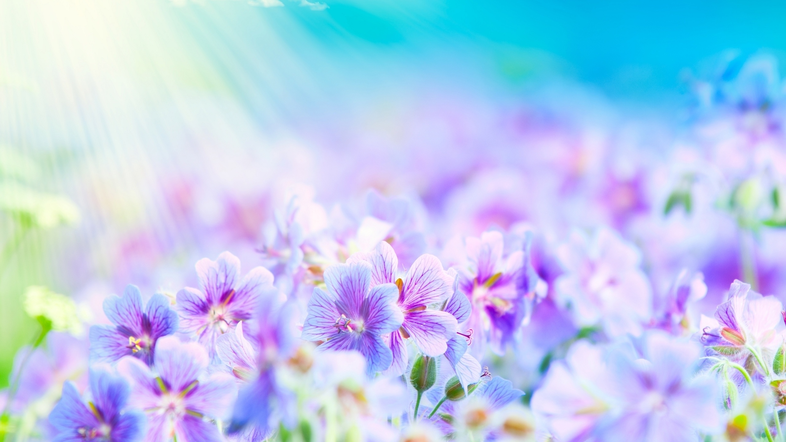 нежно-фиолетовые цветы загрузить