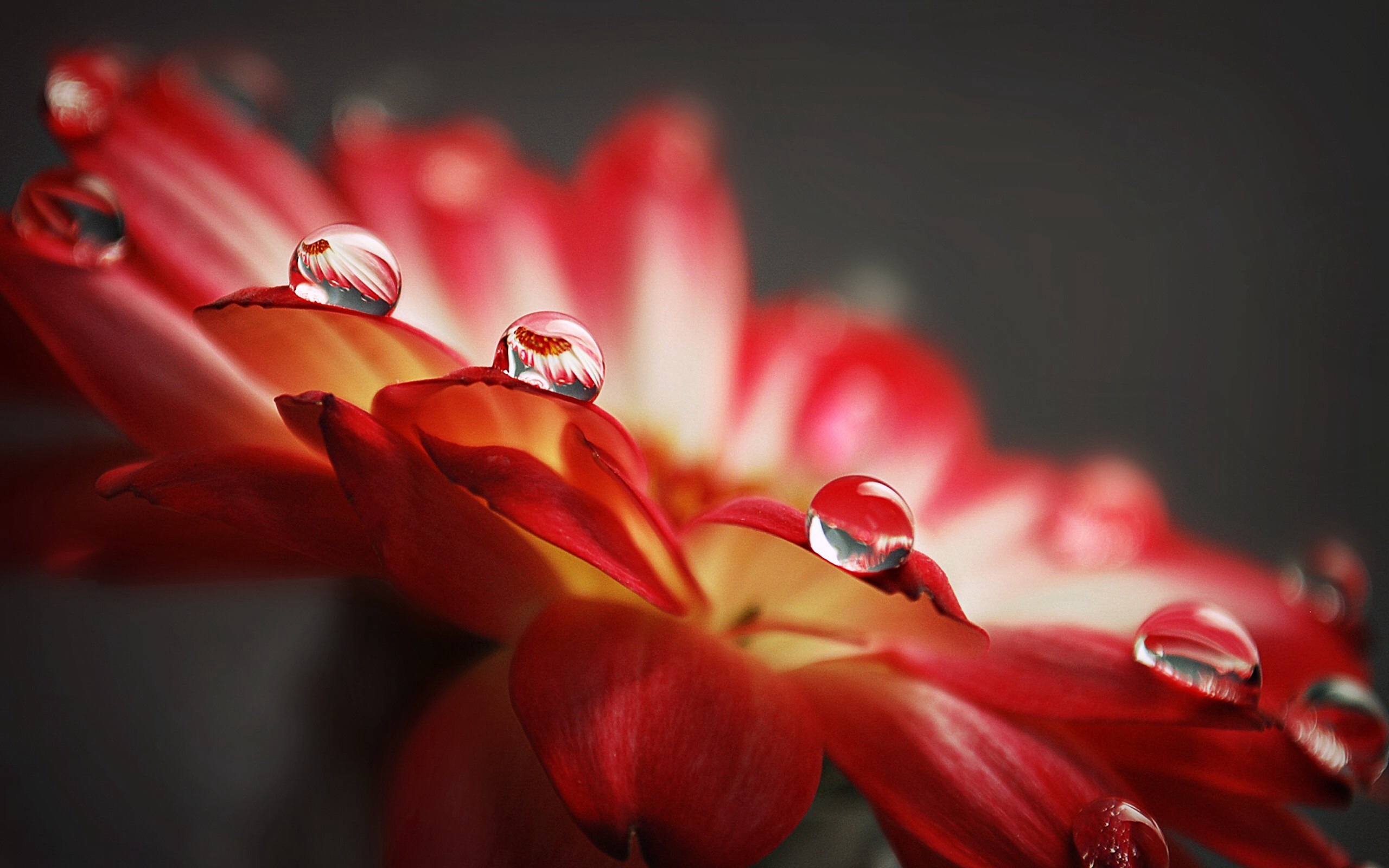 природа цветы роза капли вода роса макро nature flowers rose drops water Rosa macro без смс