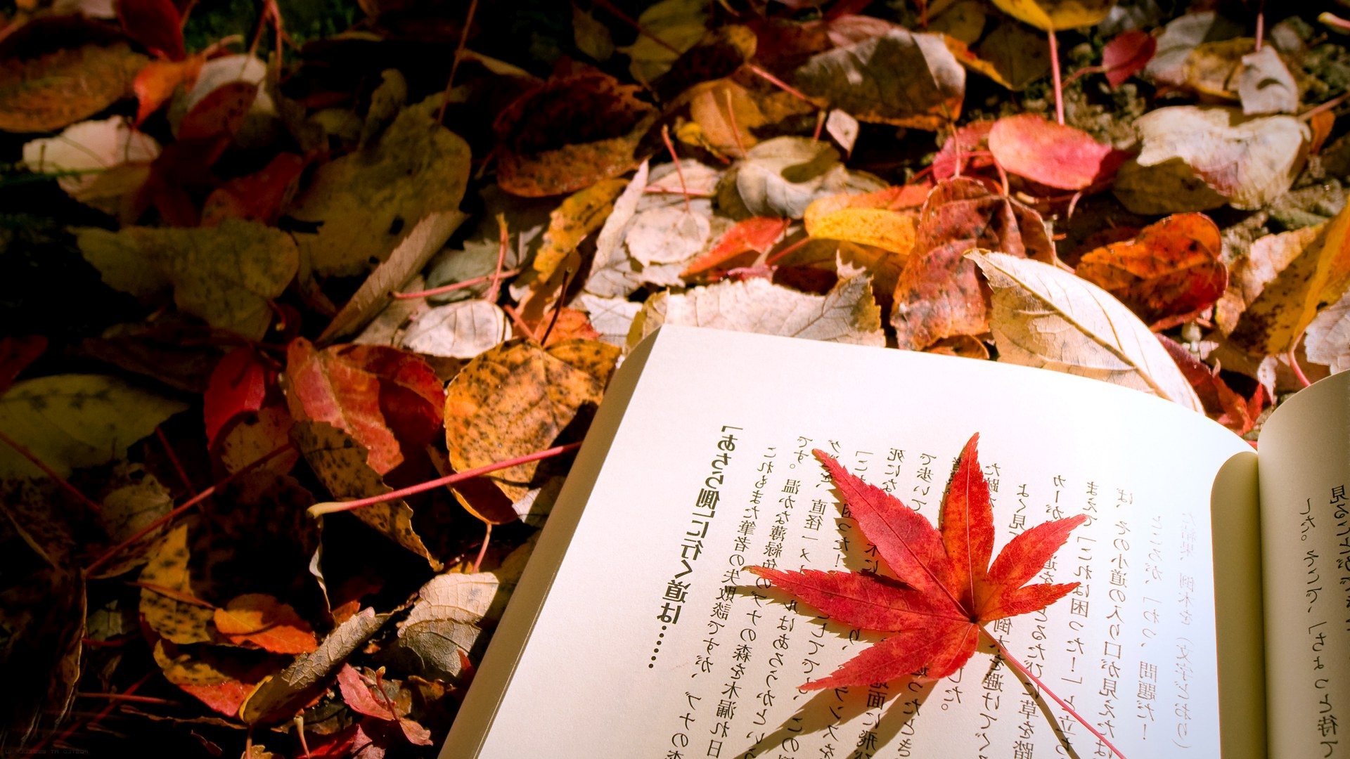 природа книга лист осень скачать