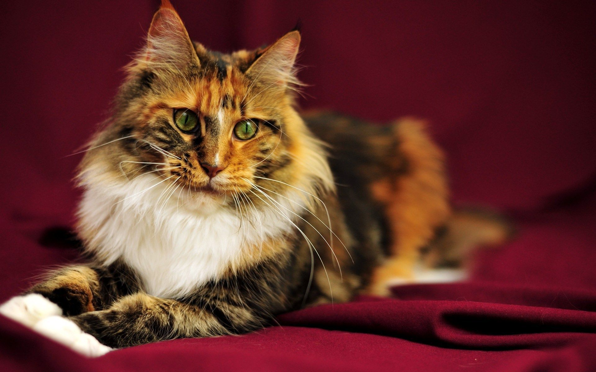 Прекрасная кошечка. Мейн кун Калико. Трёхцветная кошка Мейн кун. Черепаховые Мейн куны. Абиссинская кошка трехцветная.