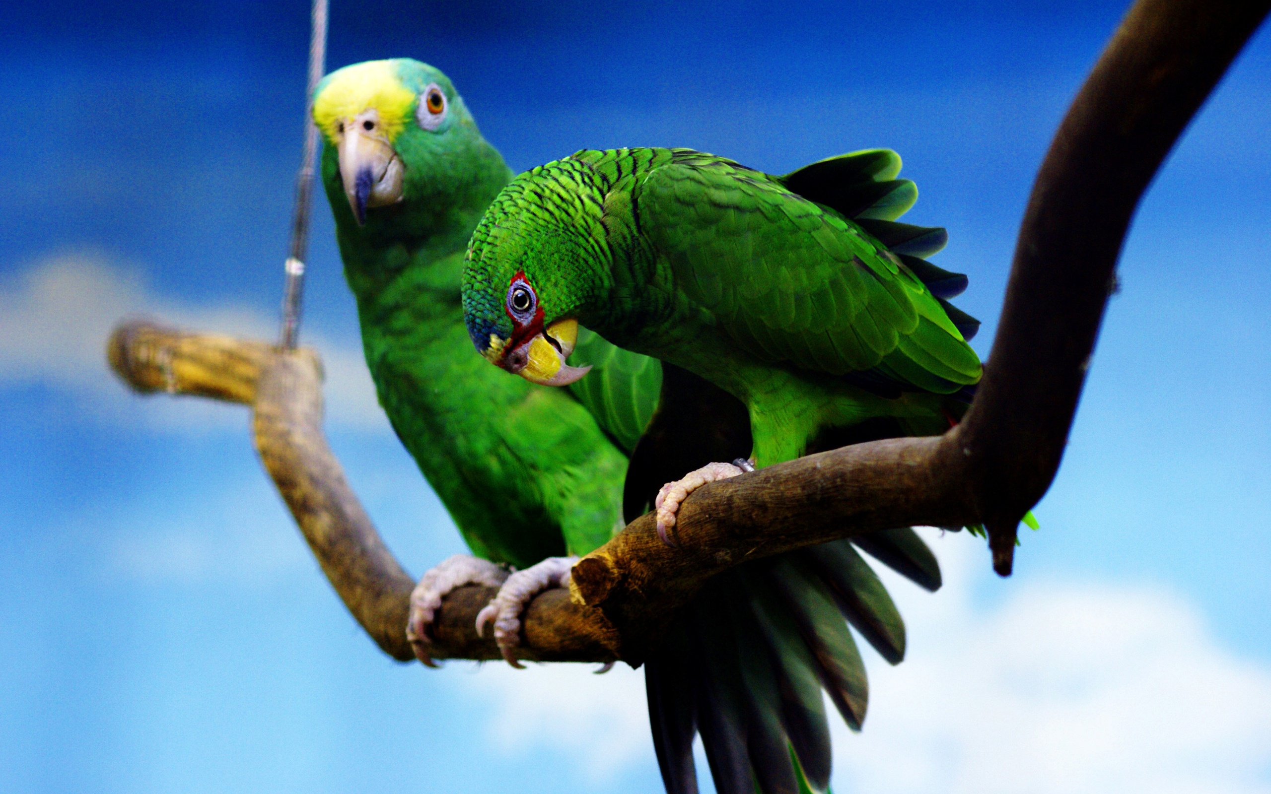 Зеленый попугай бесплатно