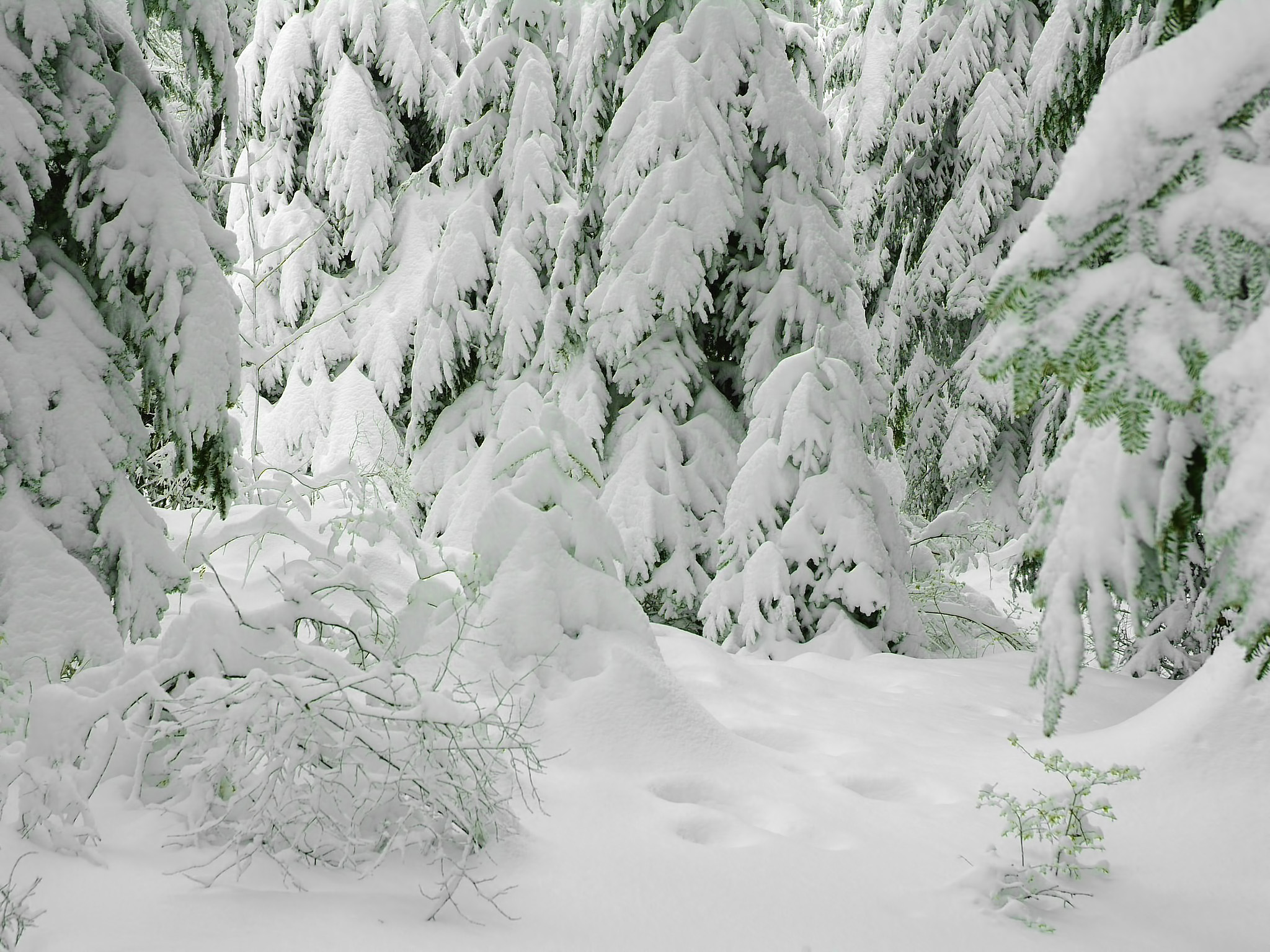 Снежок лесной. Зимний лес. Лес в снегу. Снежный лес. Сказочный зимний лес.