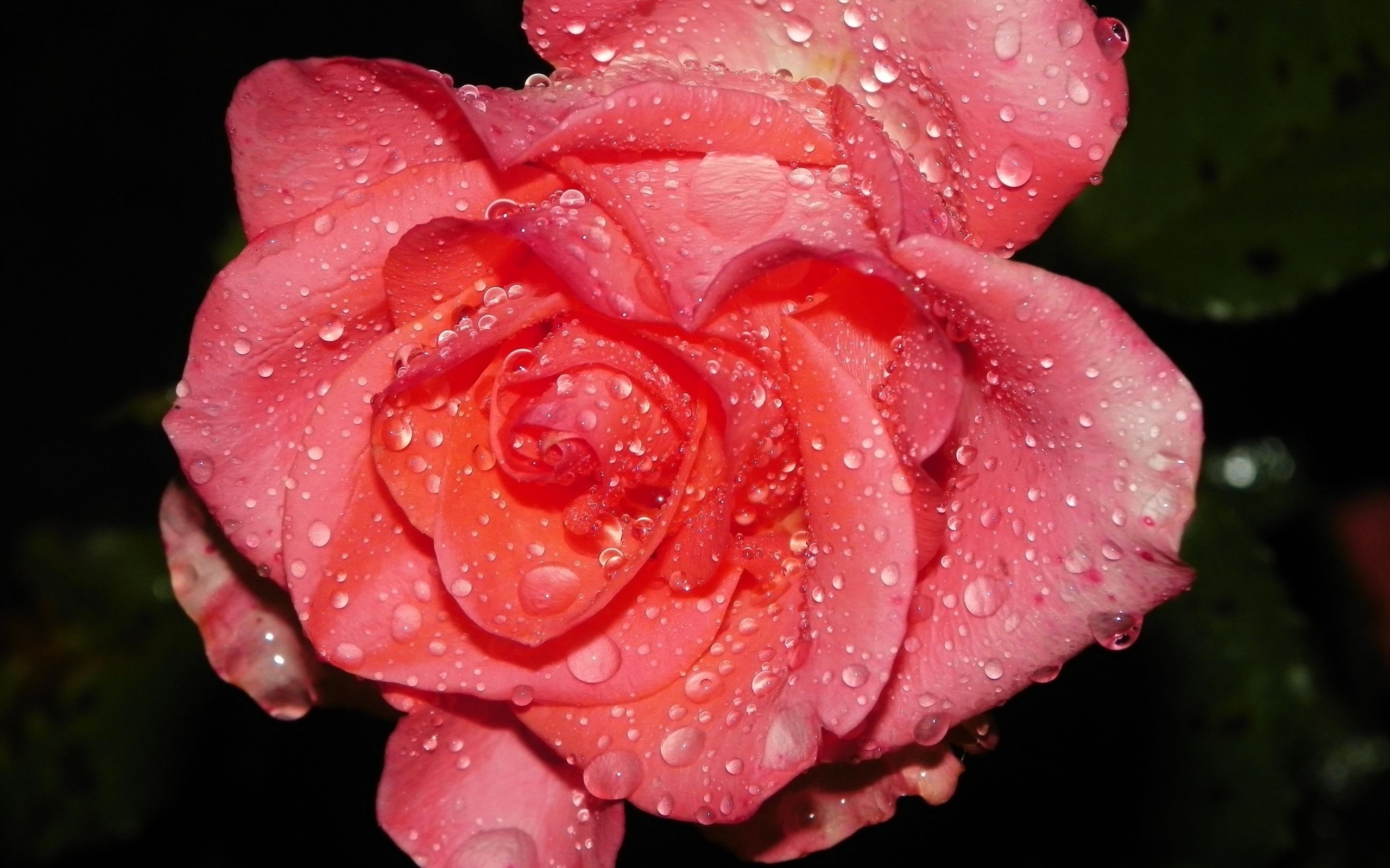 Роза в росе