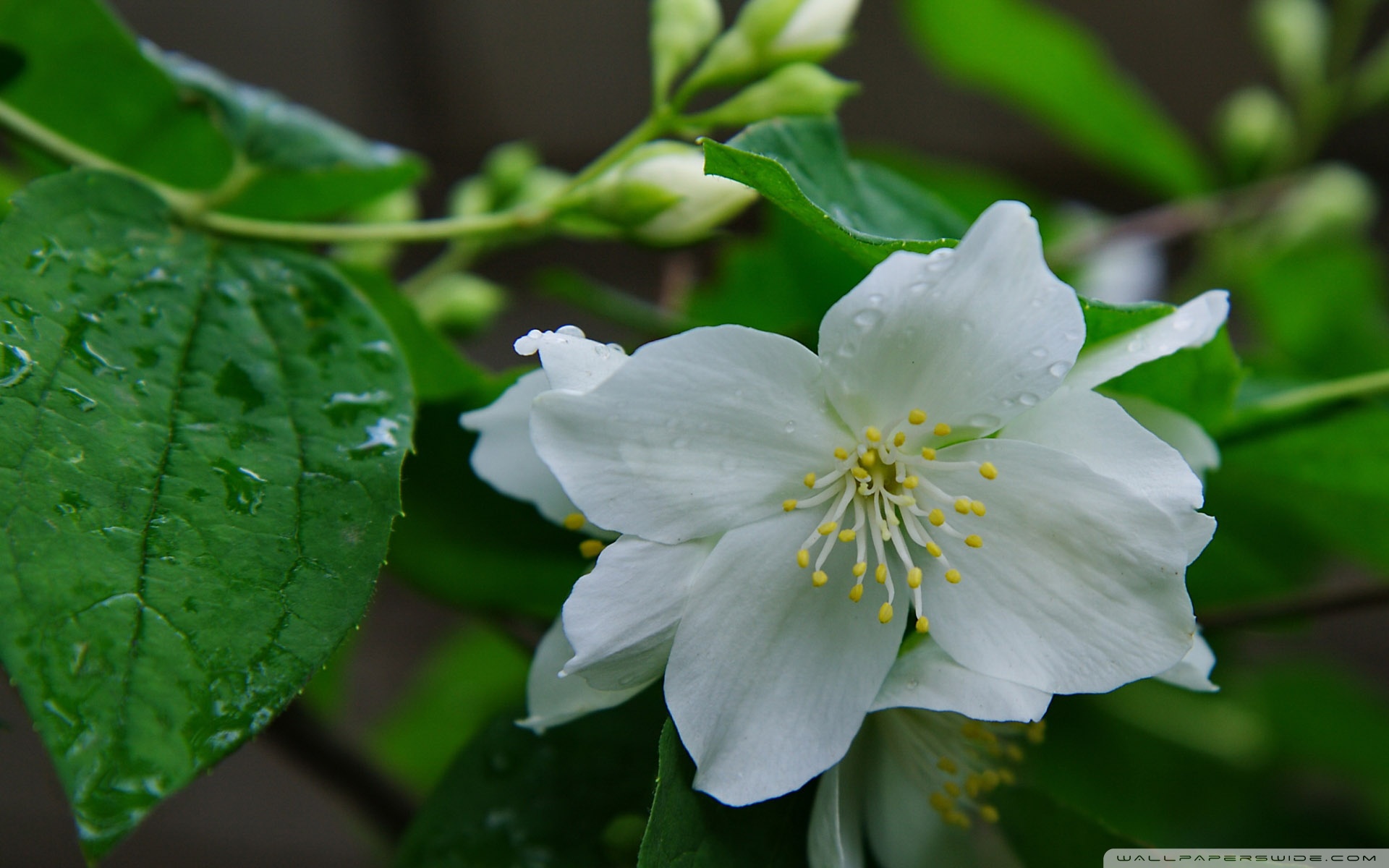 природа цветы жасмин nature flowers Jasmine бесплатно