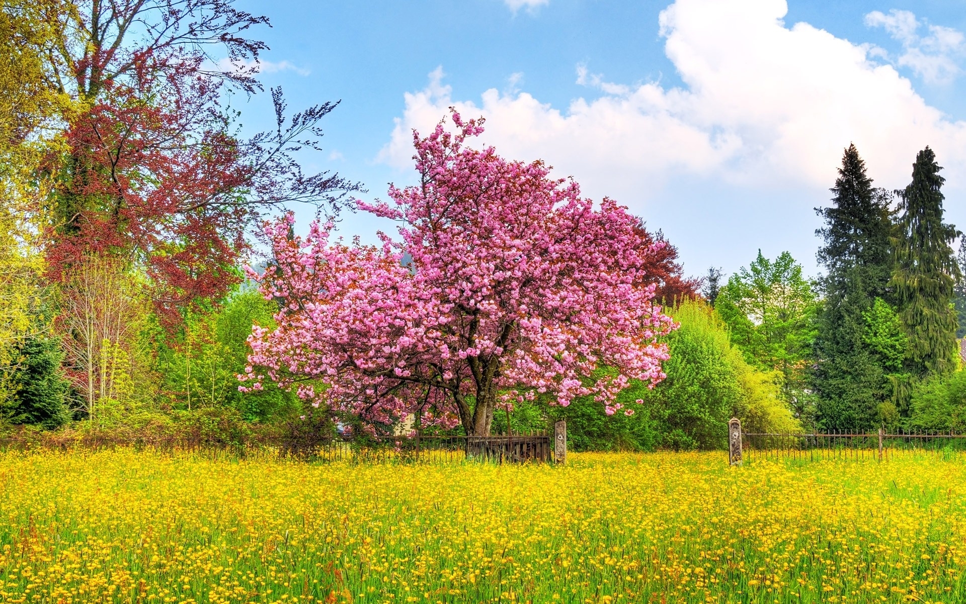 природа деревья поле весна скачать