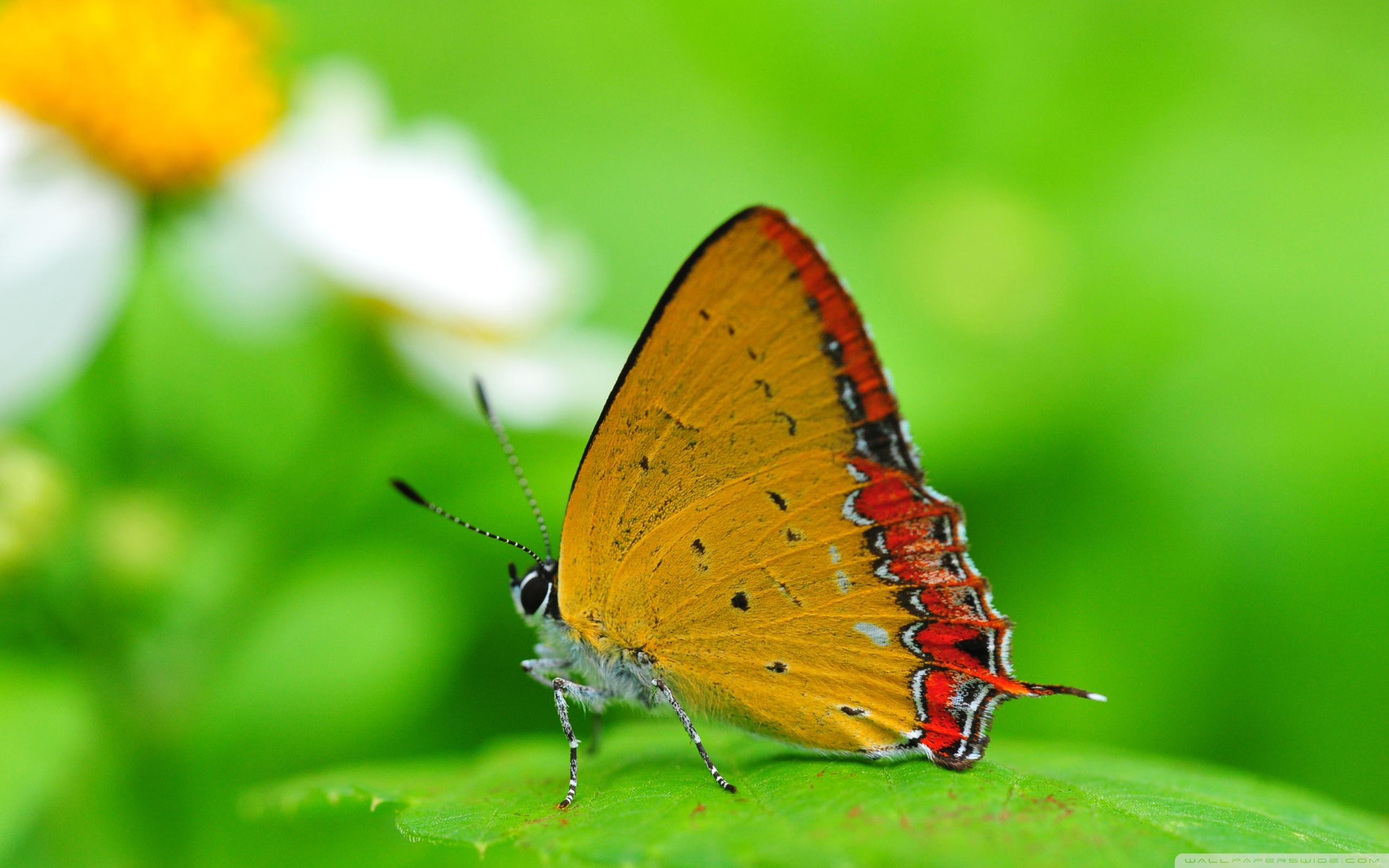 Природа бабочка насекомоец желтый цветок тюльпан скачать