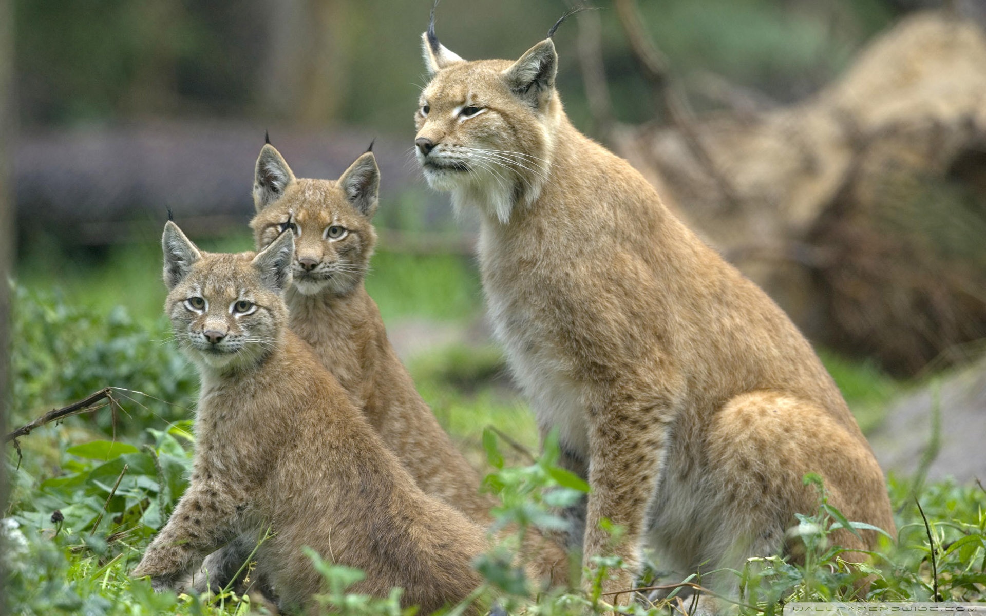 Три рыси. Рысь обыкновенная с рысятами. Рысь (Lynx Lynx) в дикой природе. Обыкновенная Рысь Детеныши. Орловское Полесье Рысь.