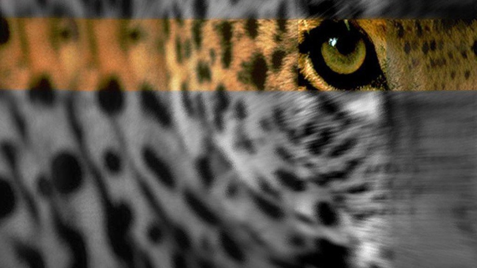 Глаз гепард белый скачать