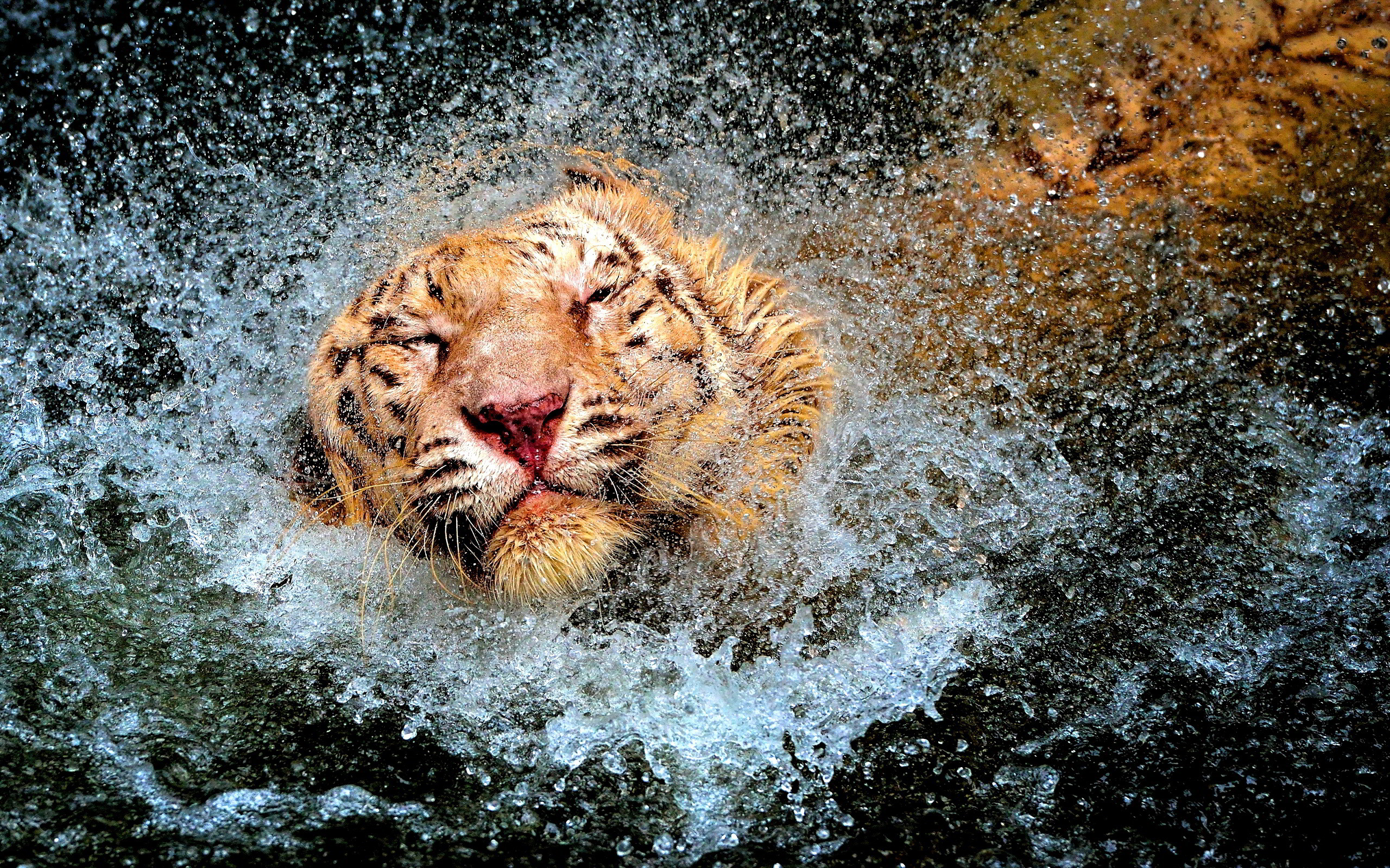 Прыгающий из воды тигр скачать
